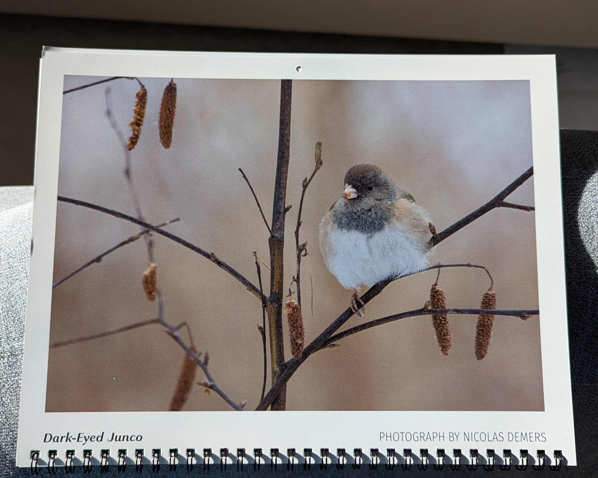 January cover of the Reifel Migratory Bird Sanctuary 2026 calendar. My photo of a floofy Dark-eyed Junco on a bare bush, eating some seed pods