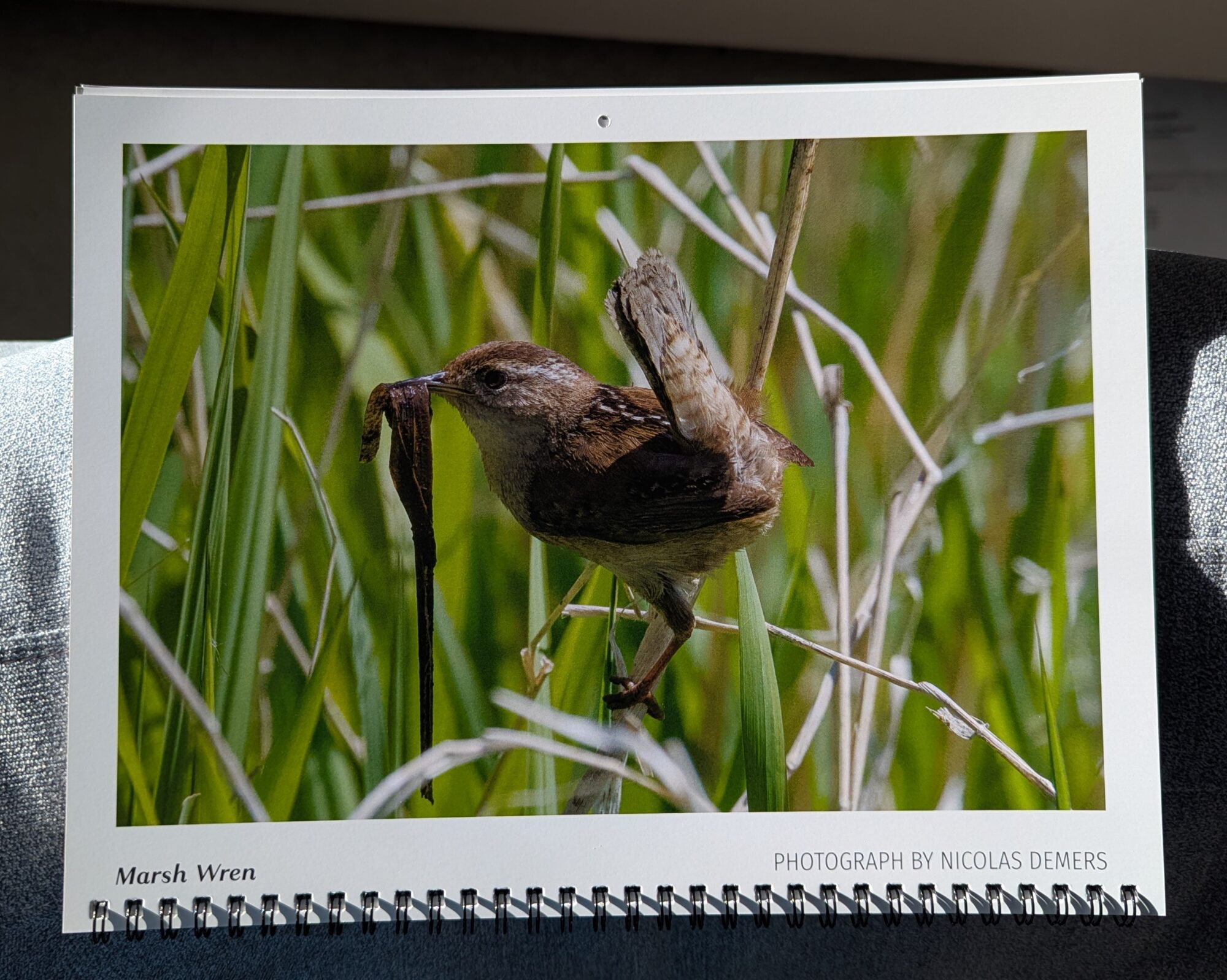 April cover of the Reifel Migratory Bird Sanctuary 2026 calendar. My photo of a Marsh Wren surrounded by reeds, holding a bunch of wet grass for its nest