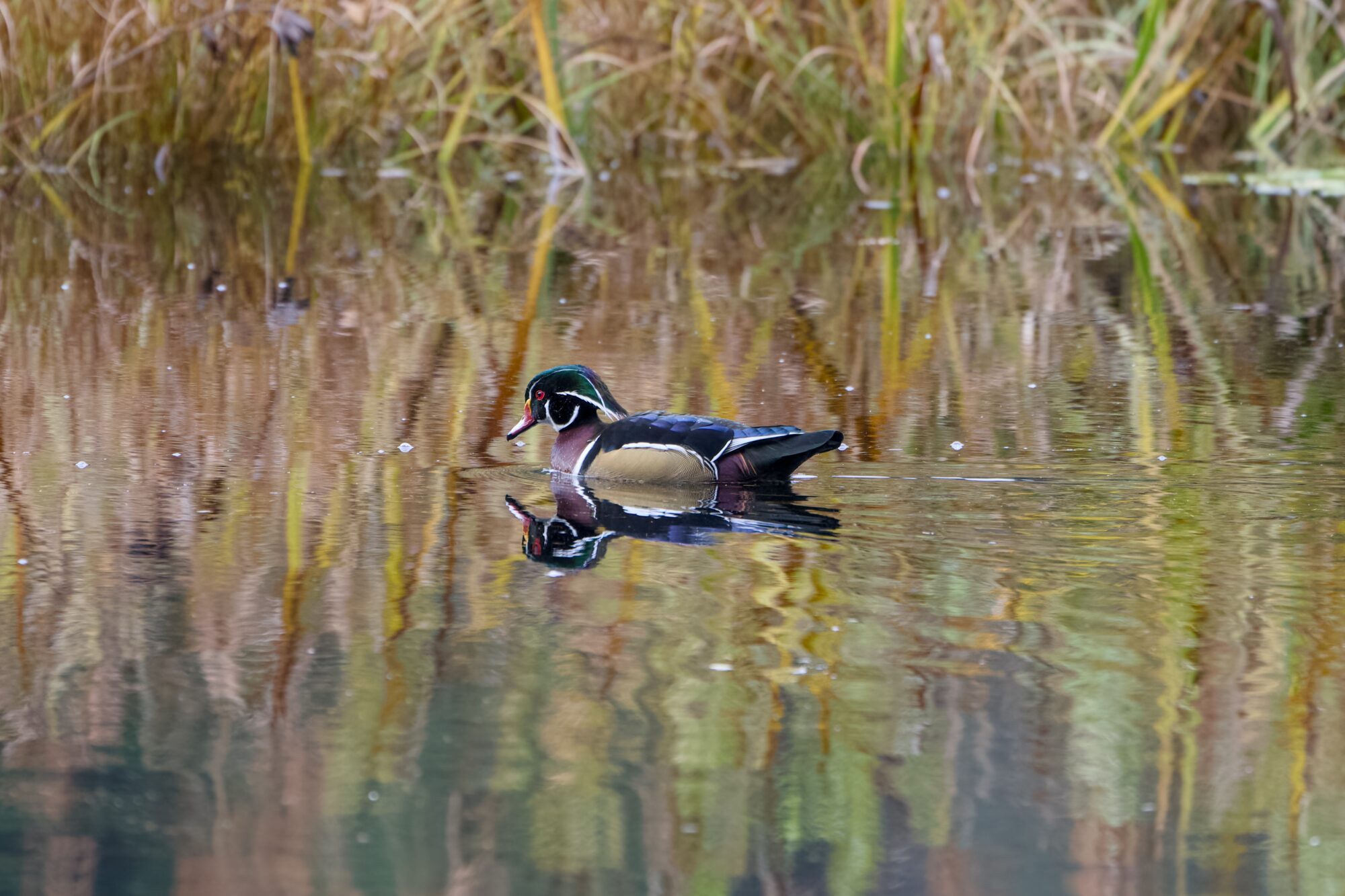 A male Wood Duck swimming along. In the background are a lot of green and brown reeds, reflected in the water