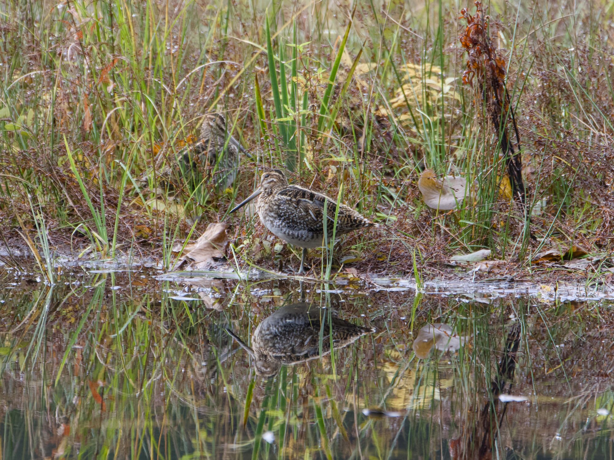 Some Wilson's Snipes hanging out amongst the reeds, across the water from us