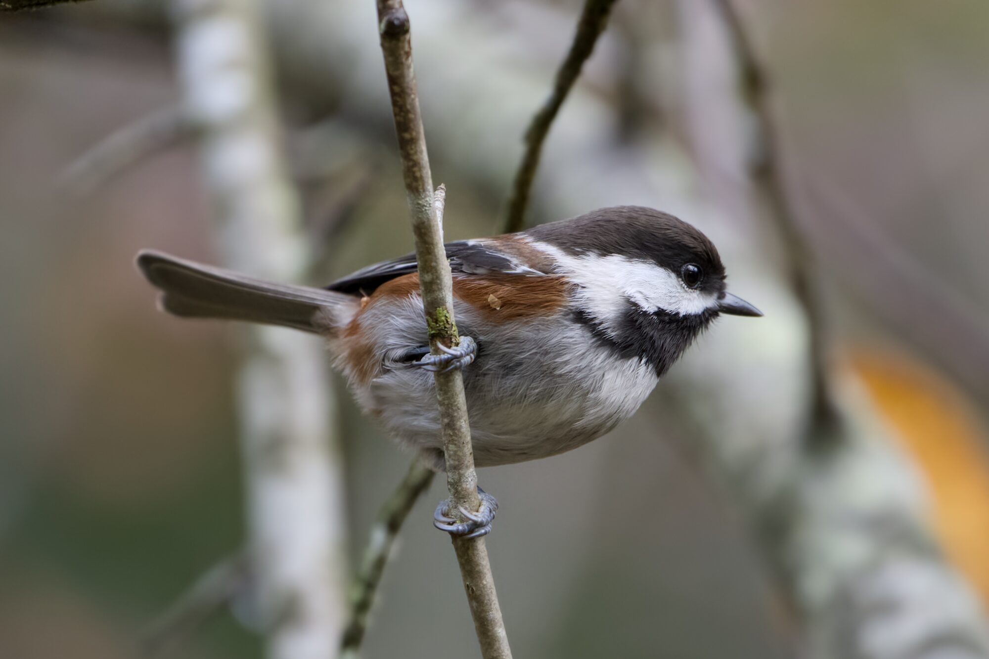 A Chestnut-backed Chickadee is hanging on to a vertical twig