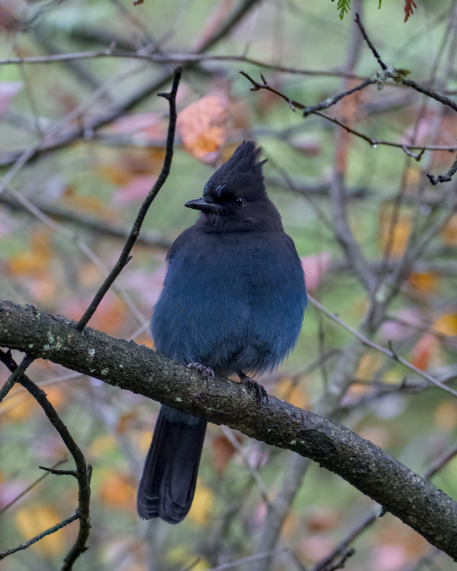 A Steller's Jay is sitting on a branch