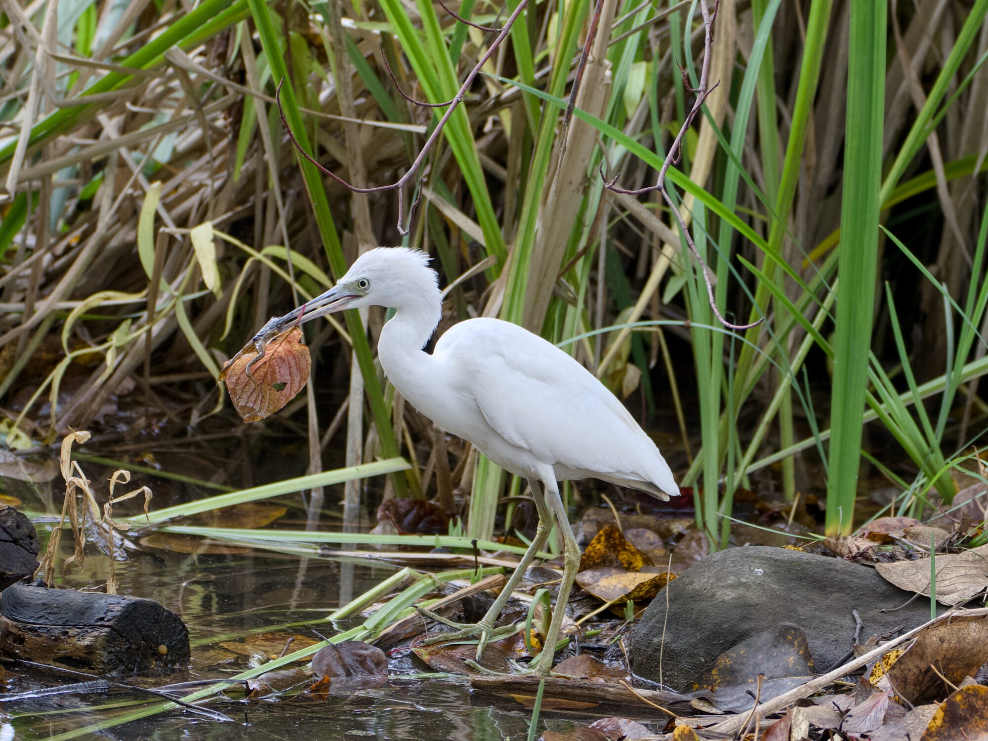 A juvenile Little Blue Heron -- shaped like a heron, but all white -- is at the water's edge amongst a lot of tall green reeds. It is holding a large brown dead leaf in its beak, and on the leaf is a little dark brown frog.