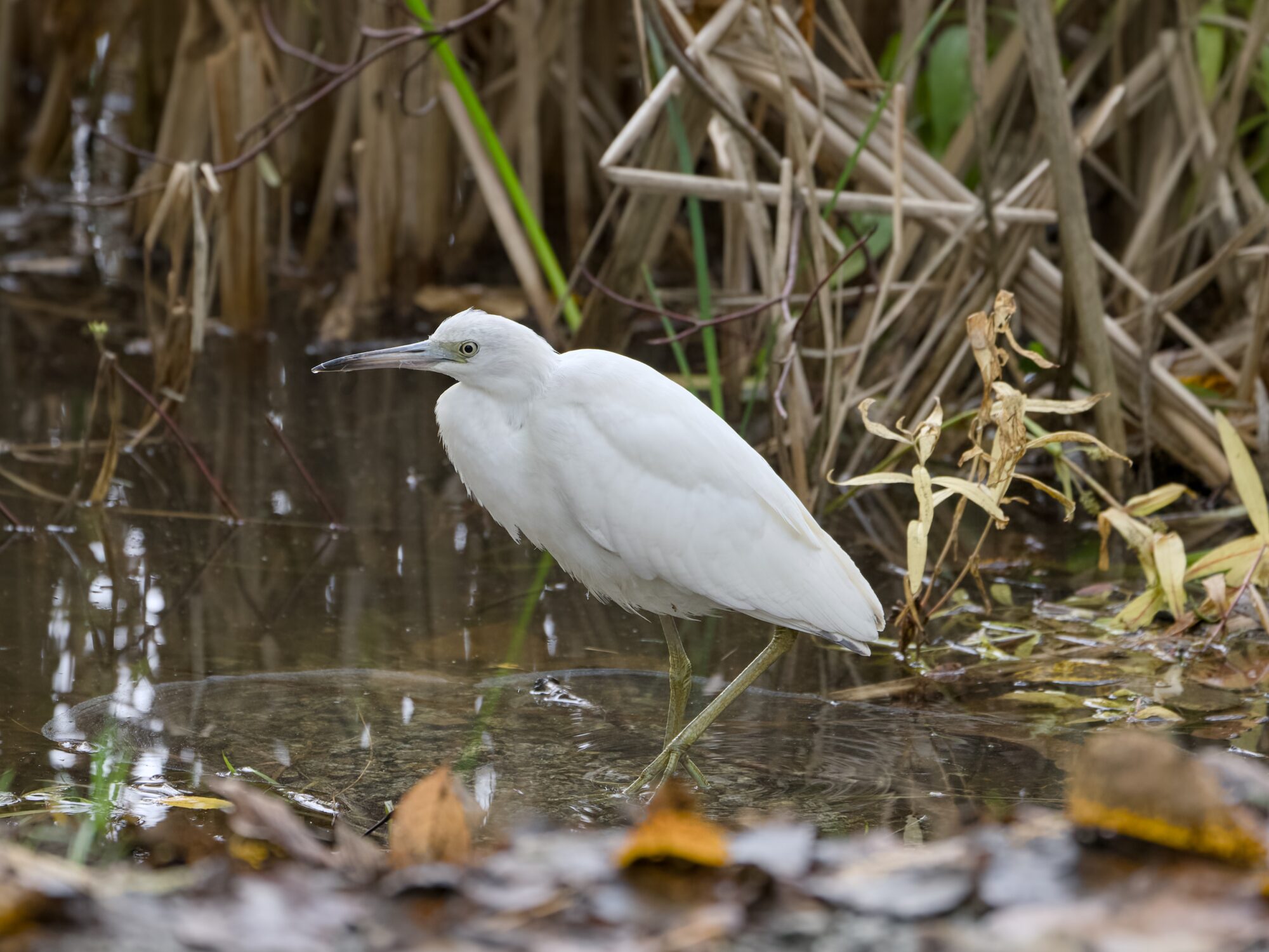 A juvenile Little Blue Heron -- shaped like a heron, but all white -- is at the water's edge amongst a lot of tall green reeds. Its neck is retracted into its plumage