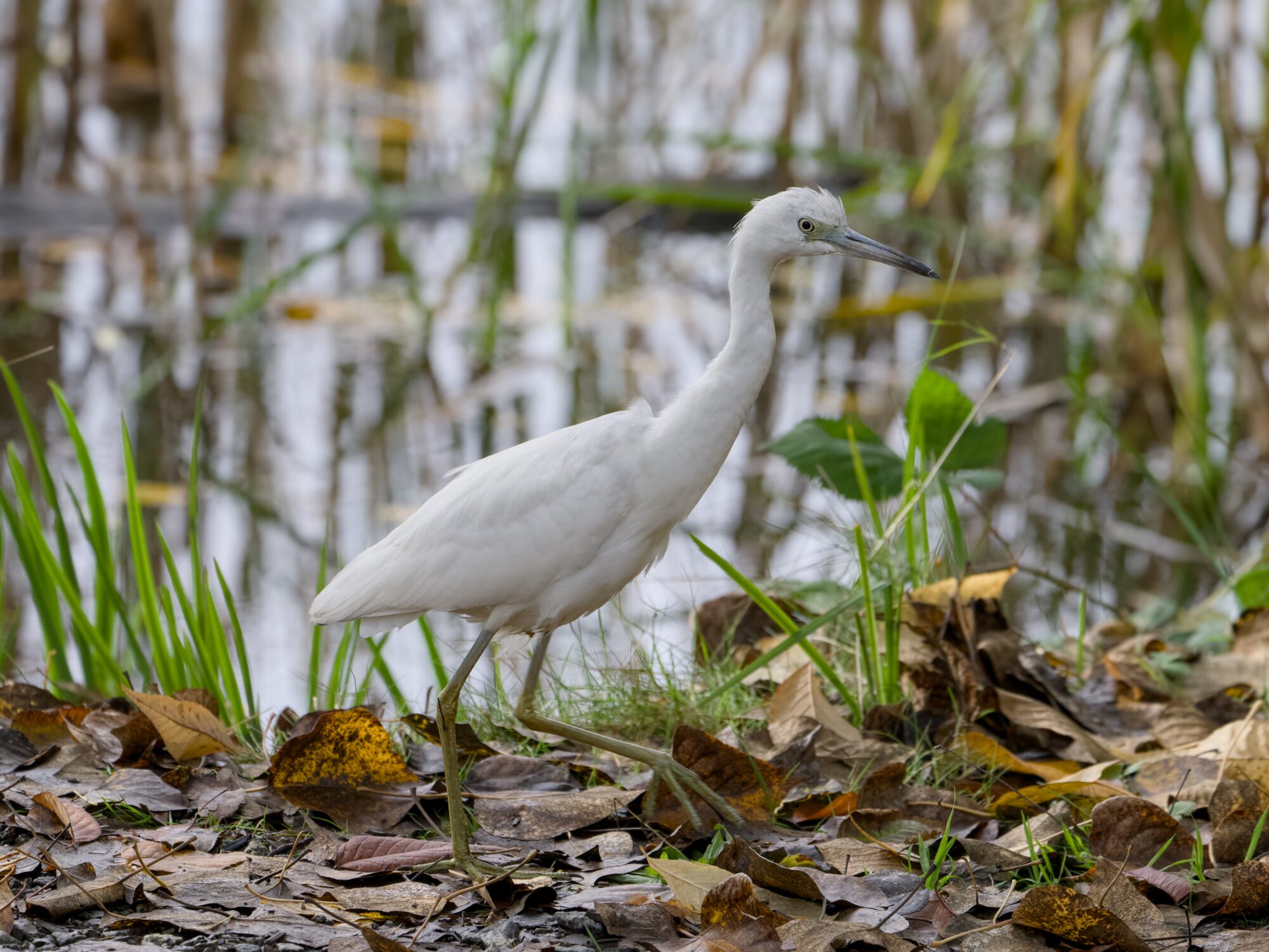 A juvenile Little Blue Heron -- shaped like a heron, but all white -- is walking at the water's edge amongst a lot of tall green reeds