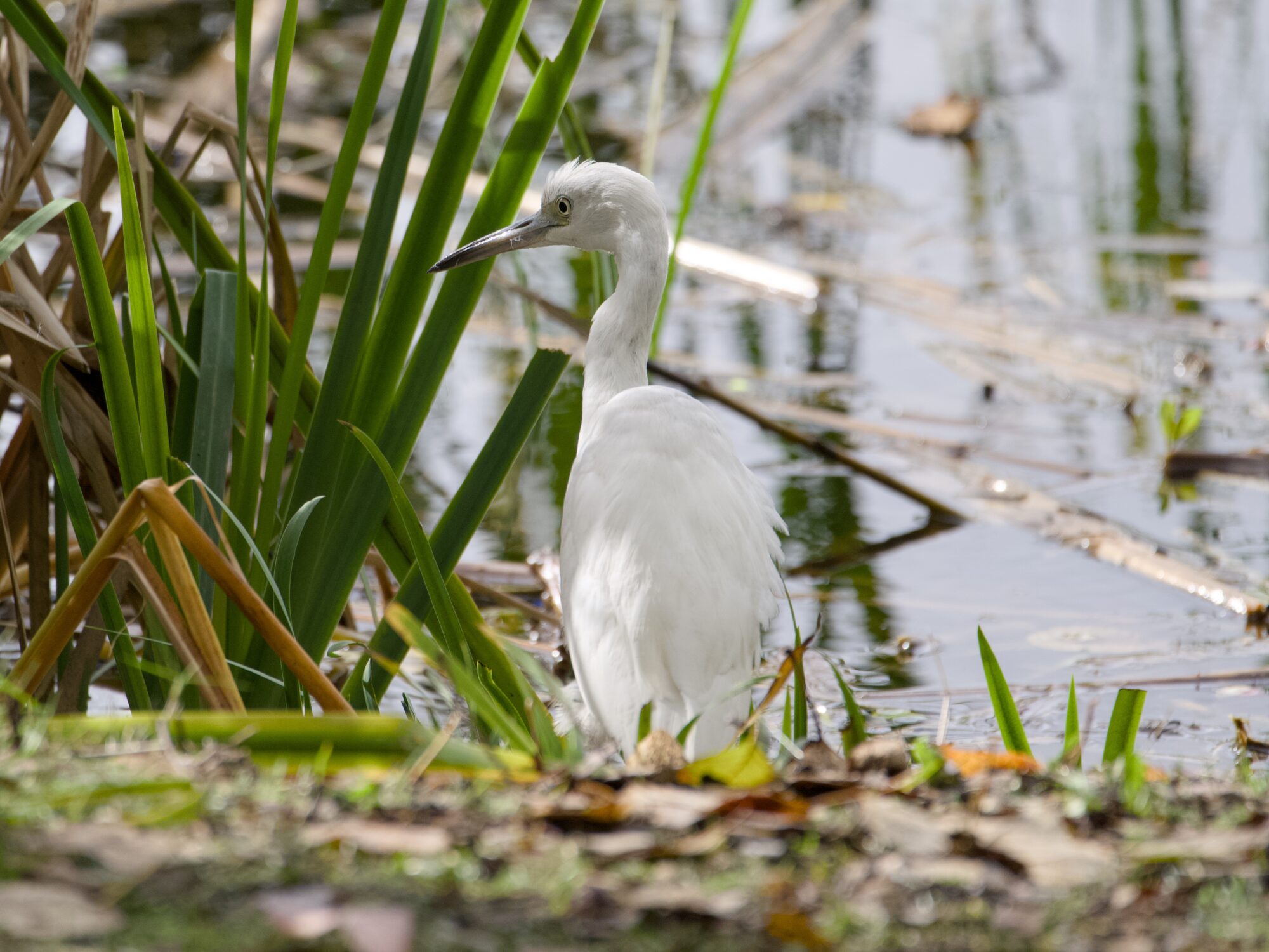 A juvenile Little Blue Heron -- shaped like a heron, but all white -- is at the water's edge amongst a lot of tall green reeds