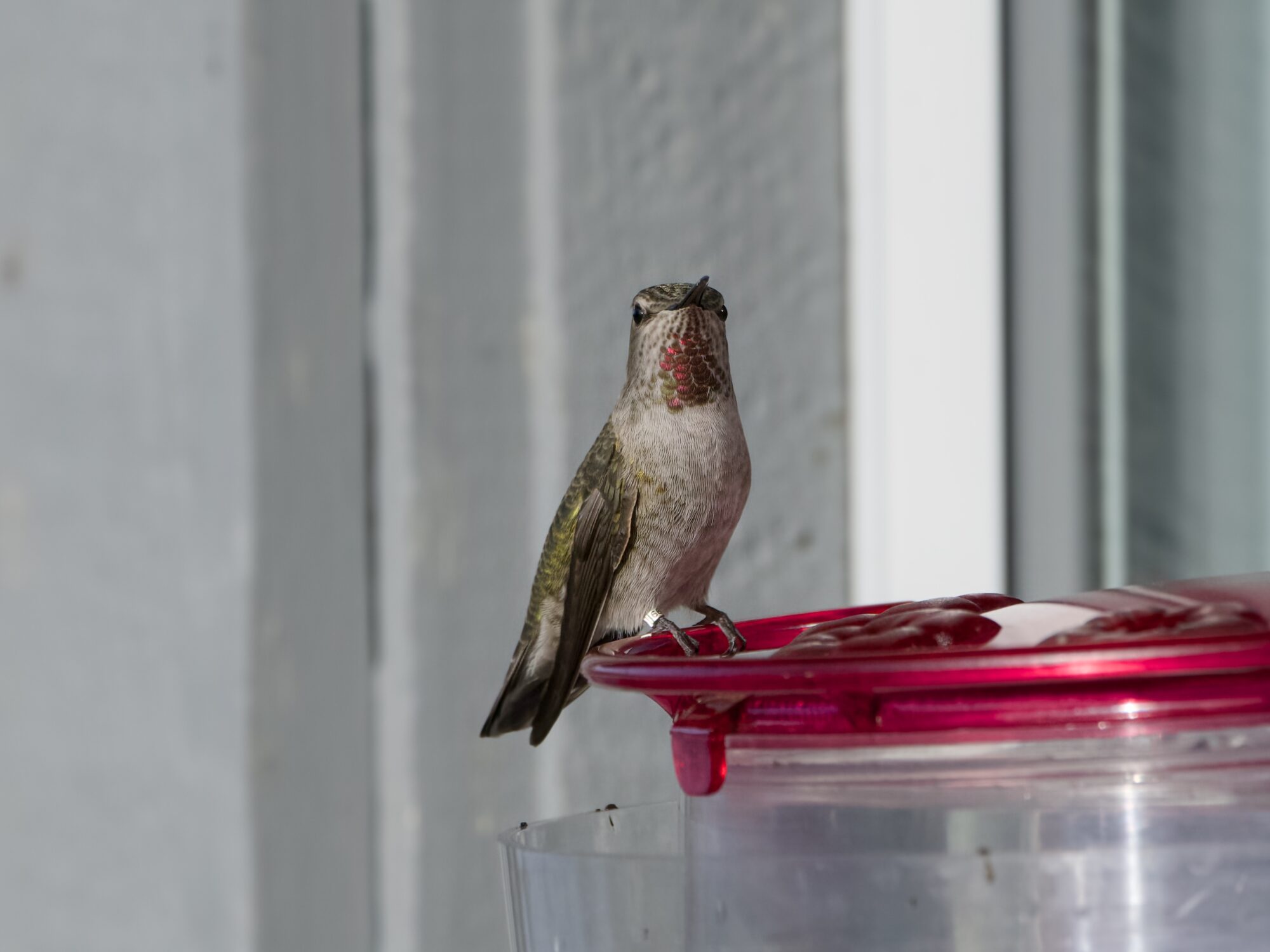A female Anna's Hummingbird at a feeder, looking in my general direction. Her little partial gorget is very visible