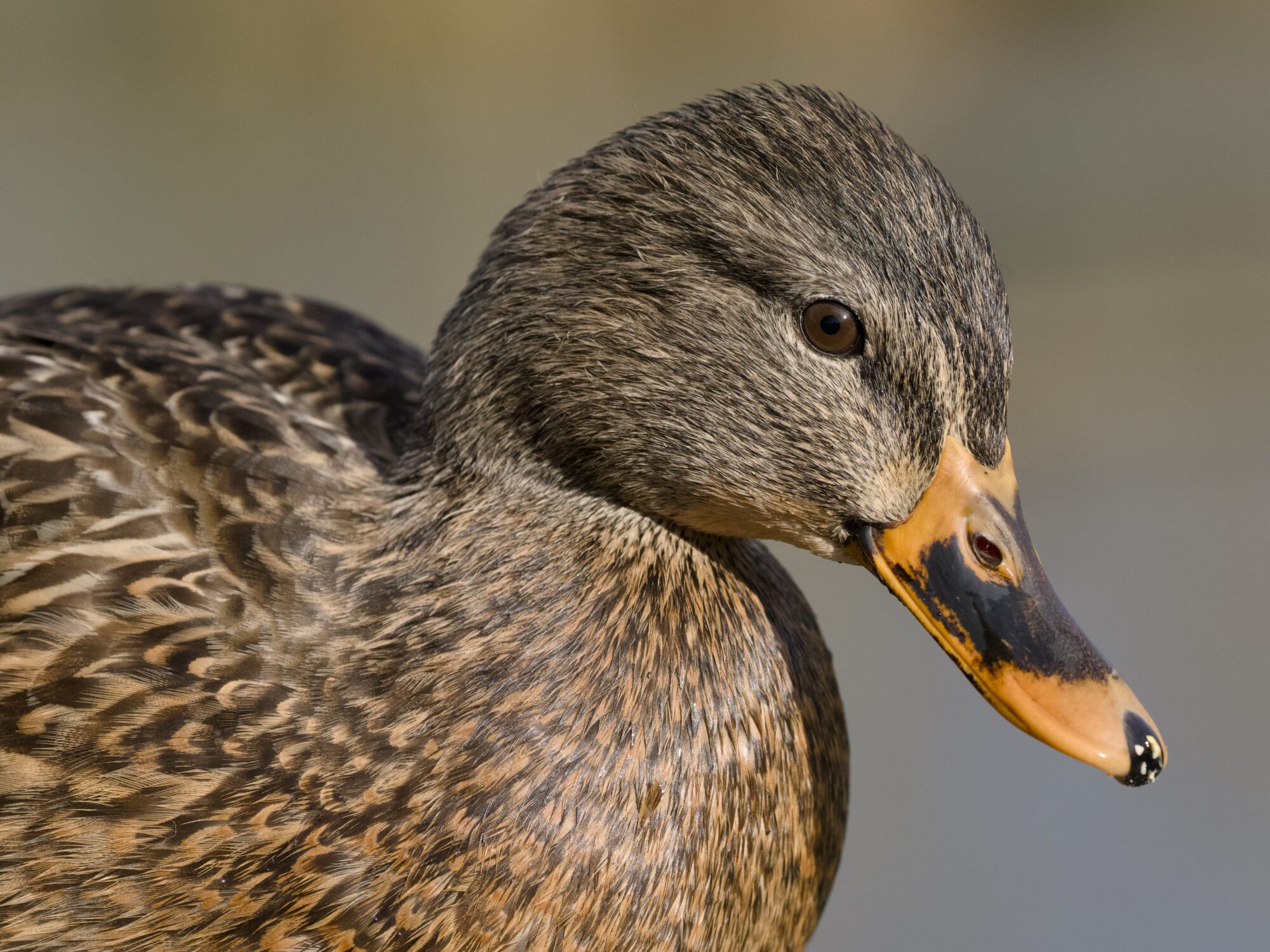 Closeup of a female Mallard's head and chest