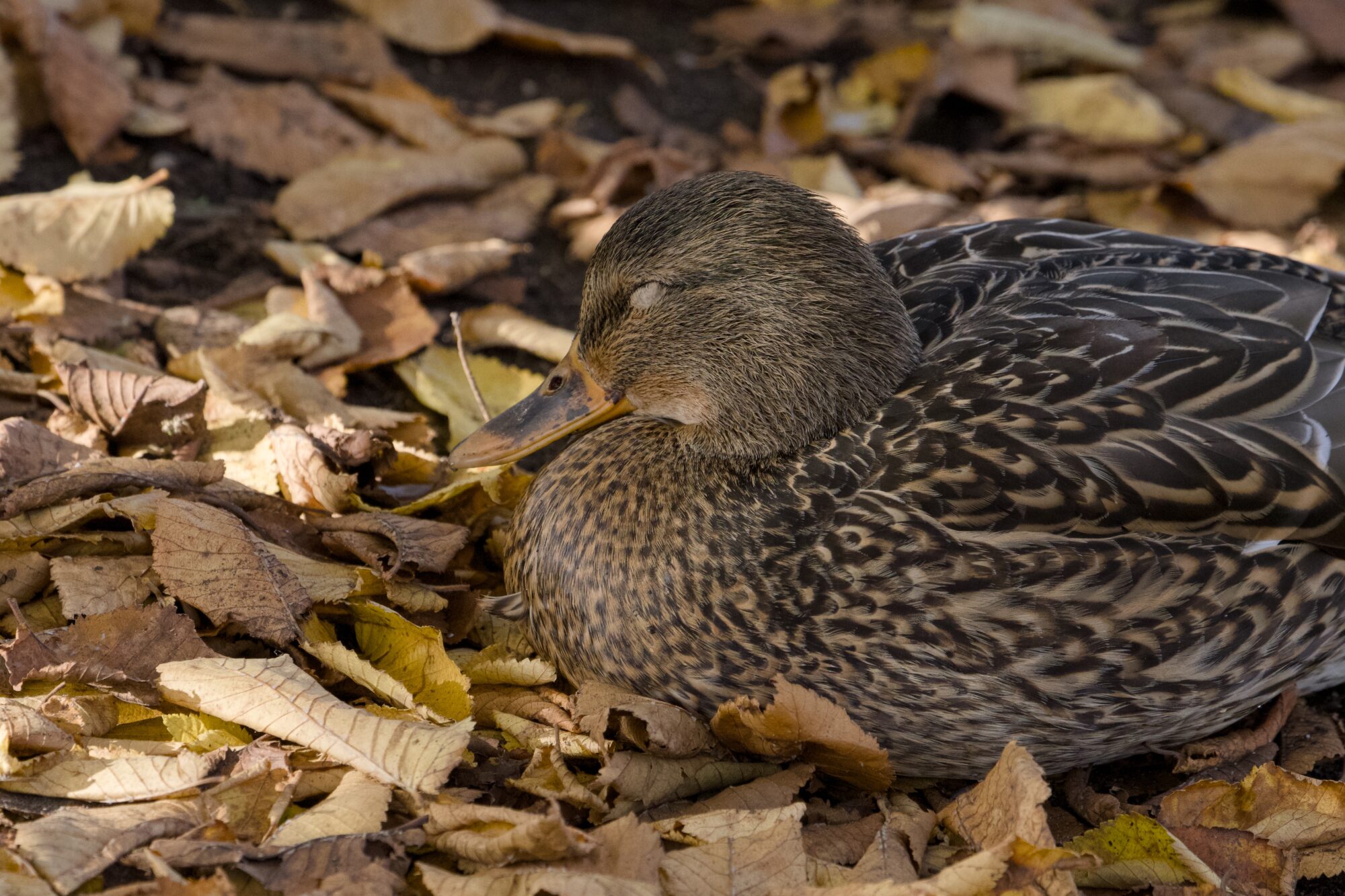 A female Mallard lying down, eyes closed, on a bed of yellow and brown fallen leaves. She is in the shade