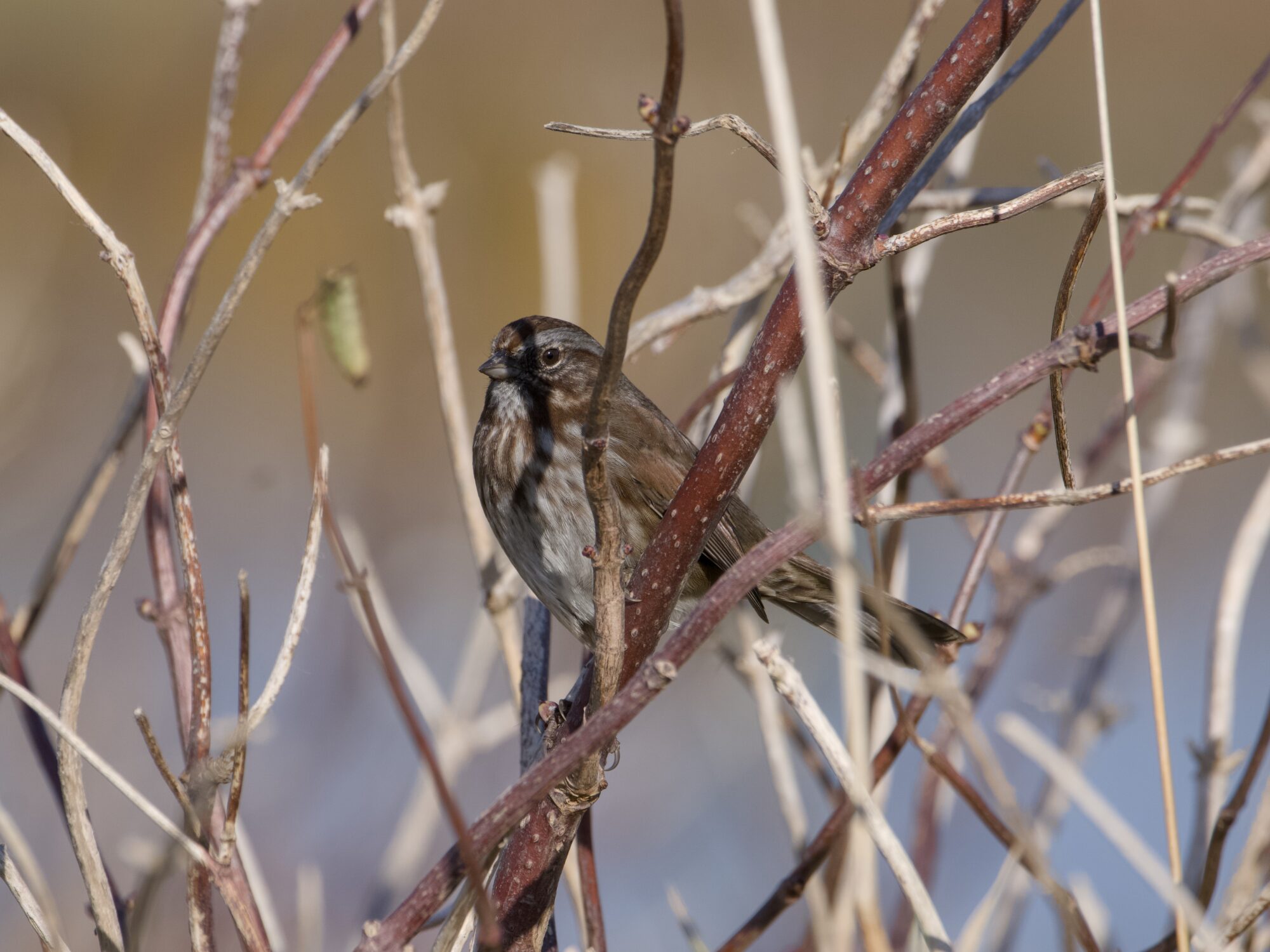 A Song Sparrow in a bare bush, with a dramatic twig's shadow across its face