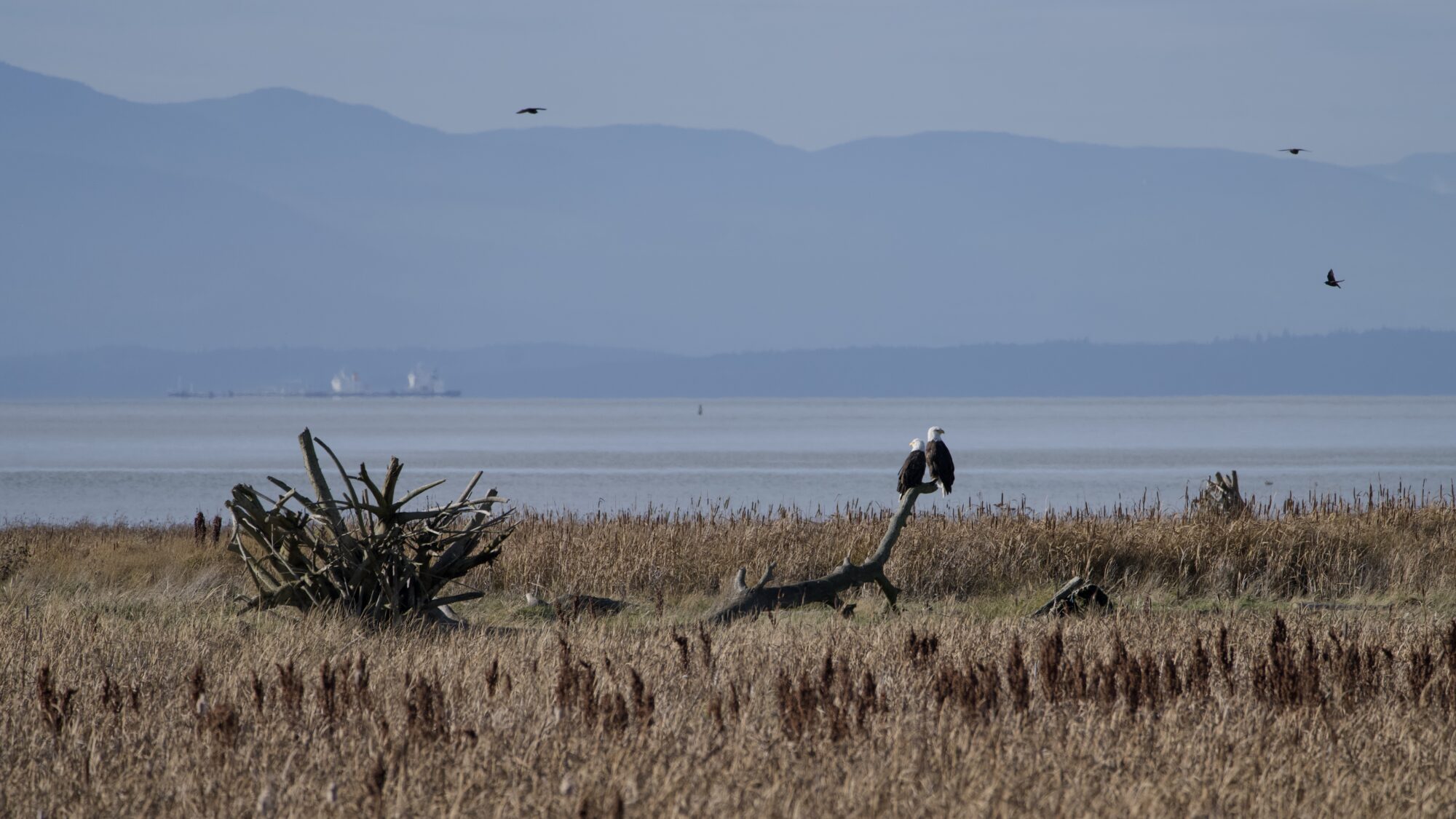 Two Bald Eagles perched very close together on a fallen tree, off in the distance