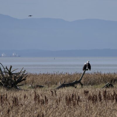 Two Bald Eagles on a fallen tree, off in the distance
