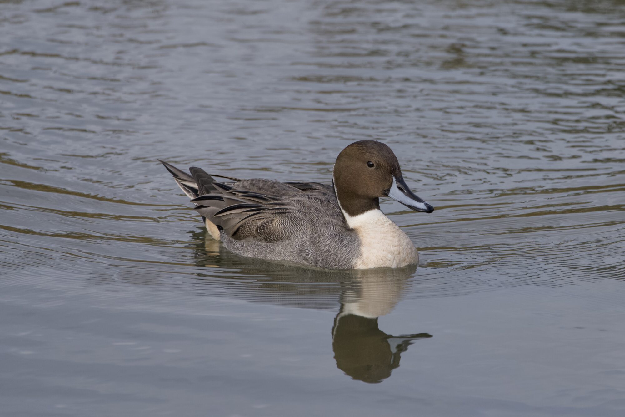 A male Northern Pintail is swimming along