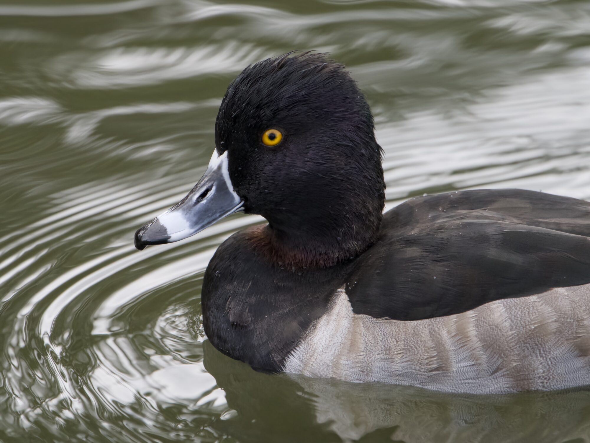 Closeup of a male Ring-necked Duck on the water