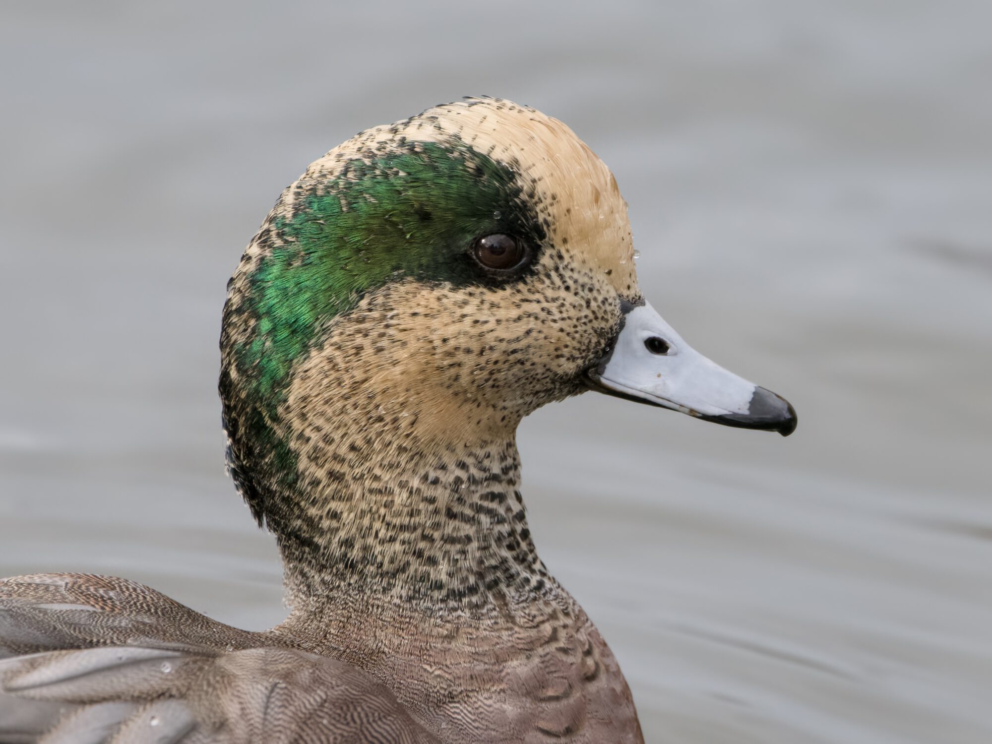 Closeup of a male American Wigeon's head, in profile, against grey water in the background