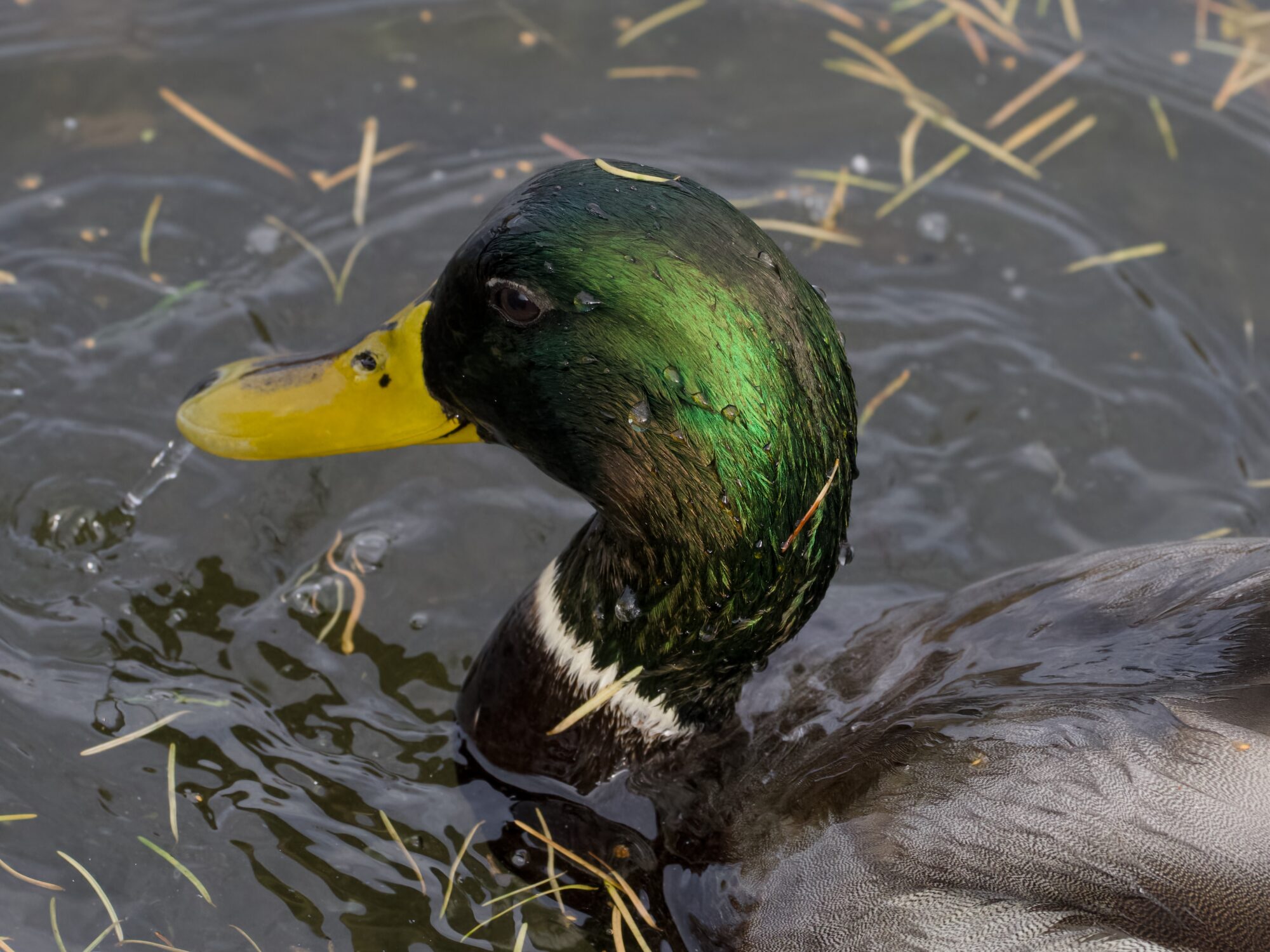 Closeup of a male Mallard duck in the water. The surface has a bunch of dried pine needles on it, as does the back of his head