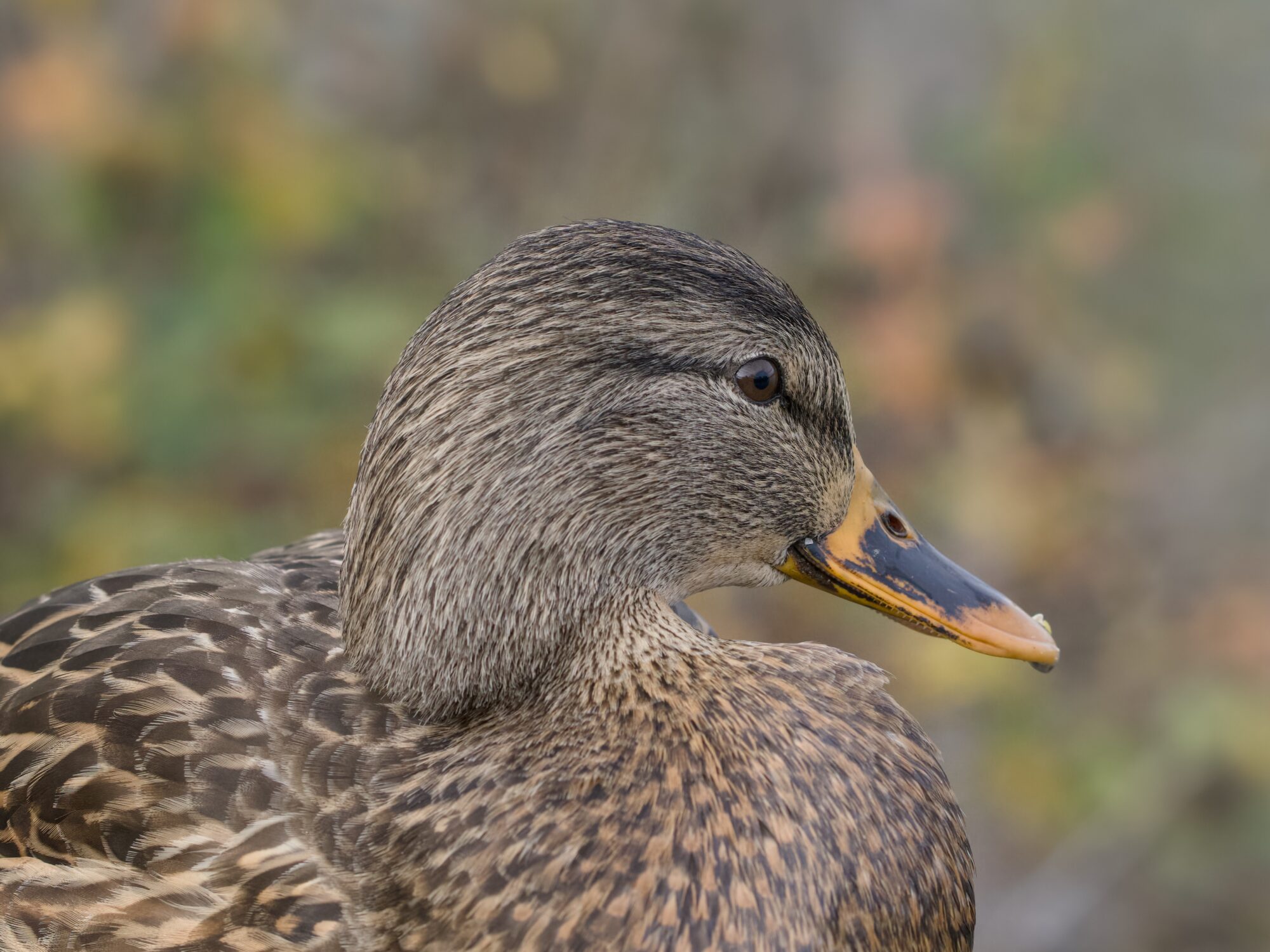 Closeup of a female Mallard's head and chest, seen in profile