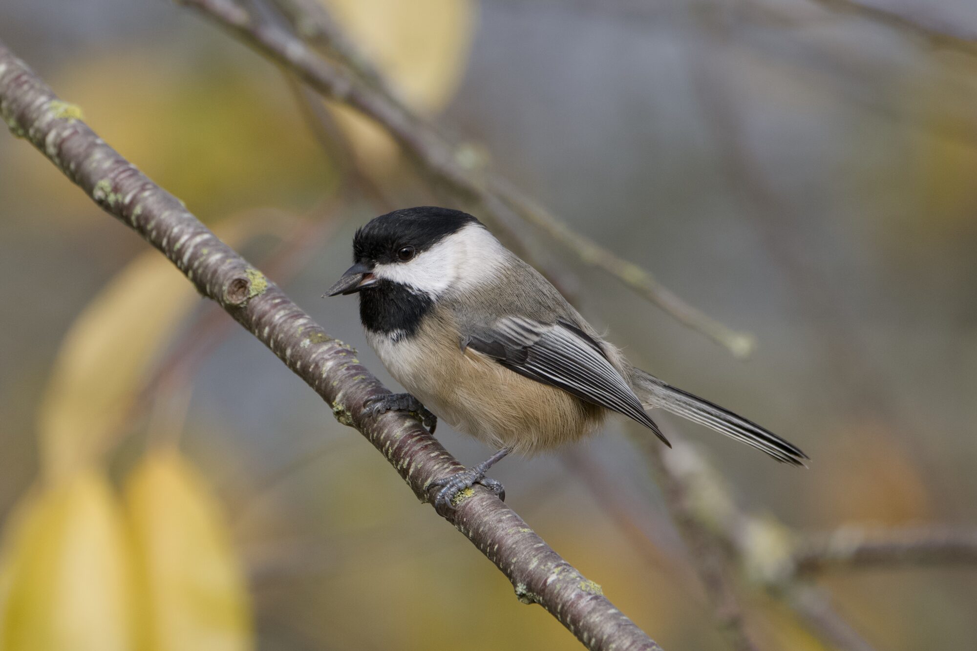 A Black-capped Chickadee is standing on a branch, with a seed in its beak