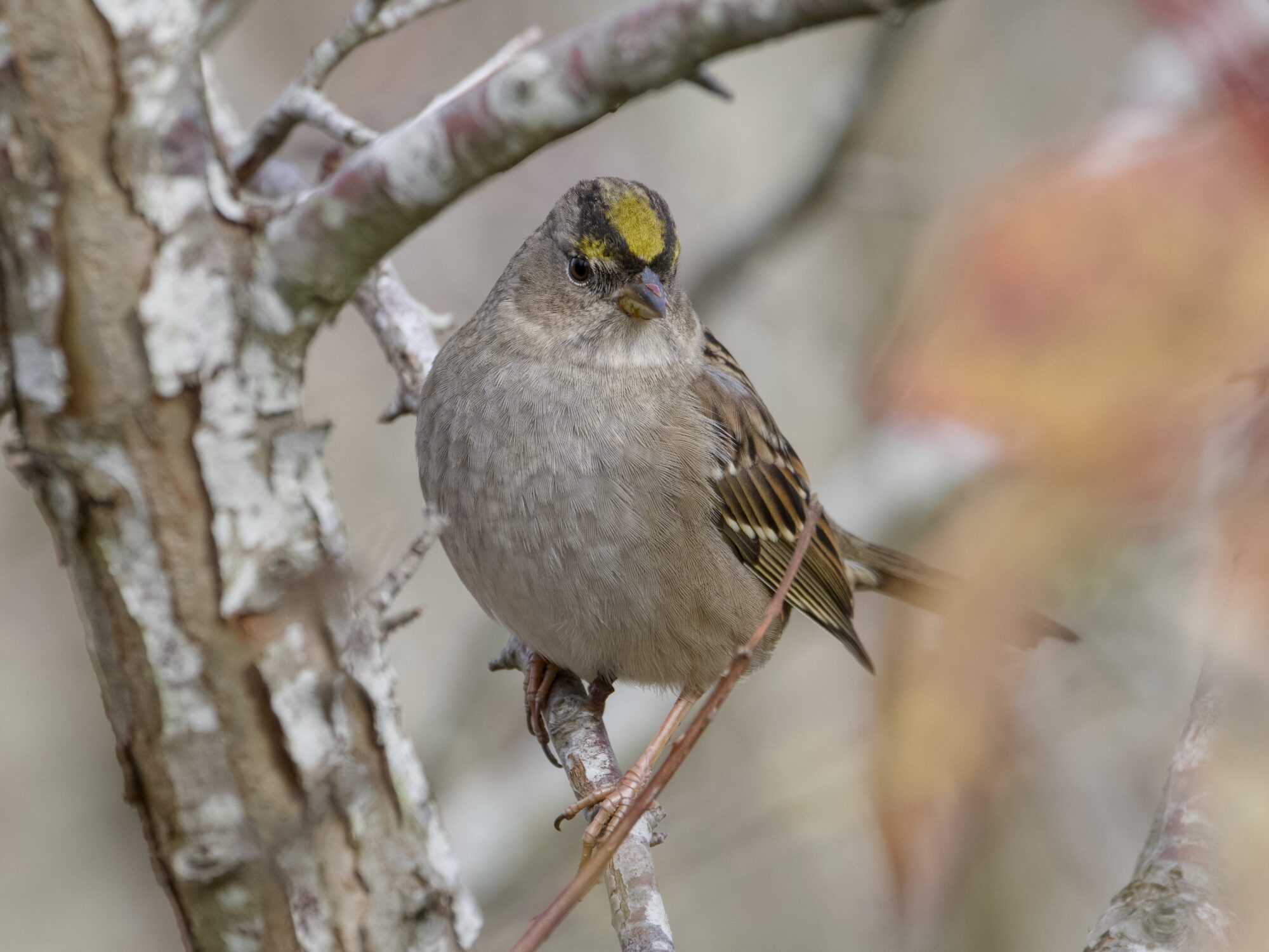 A very round Golden-crowned Sparrow is standing on a branch and looking down
