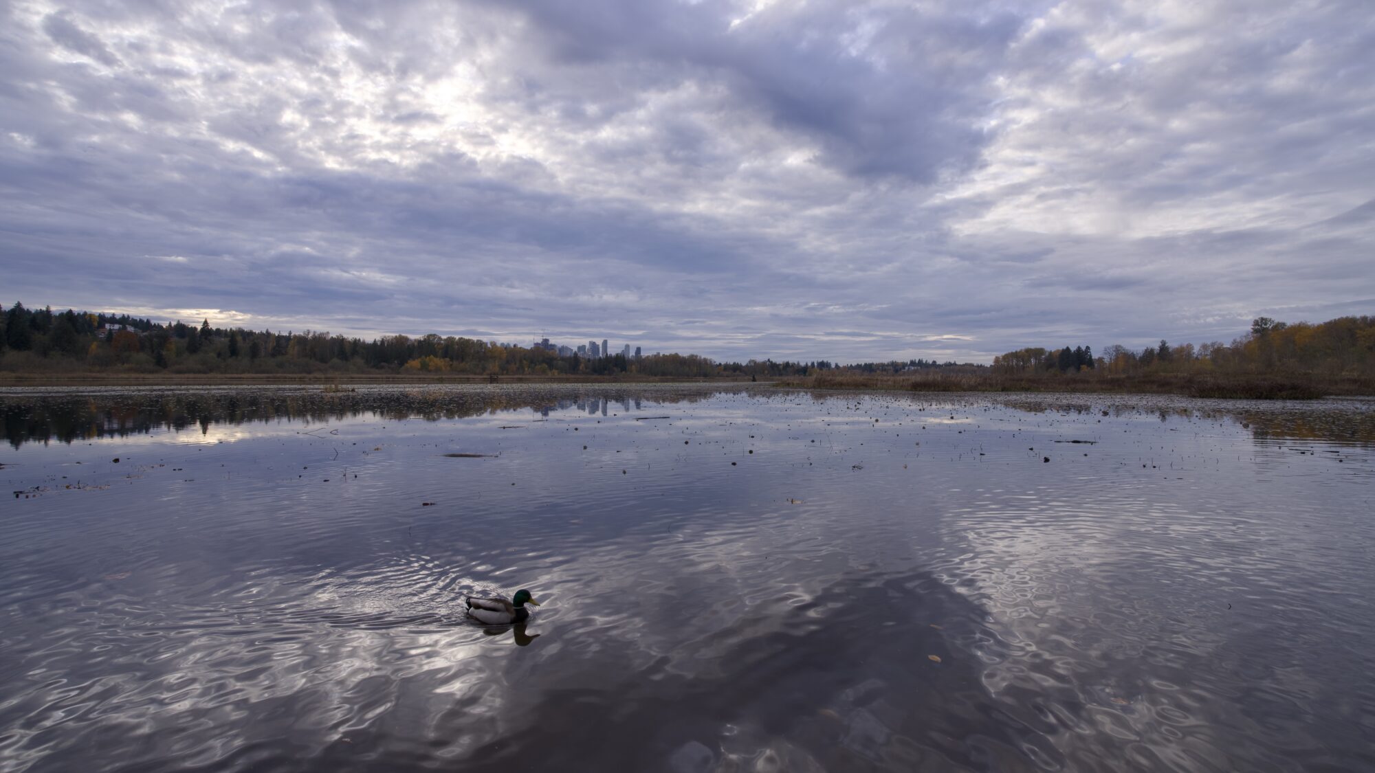 Looking West along Burnaby Lake. Mostly overcast sky reflected in the still water. One Mallard duck is swimming in the foreground