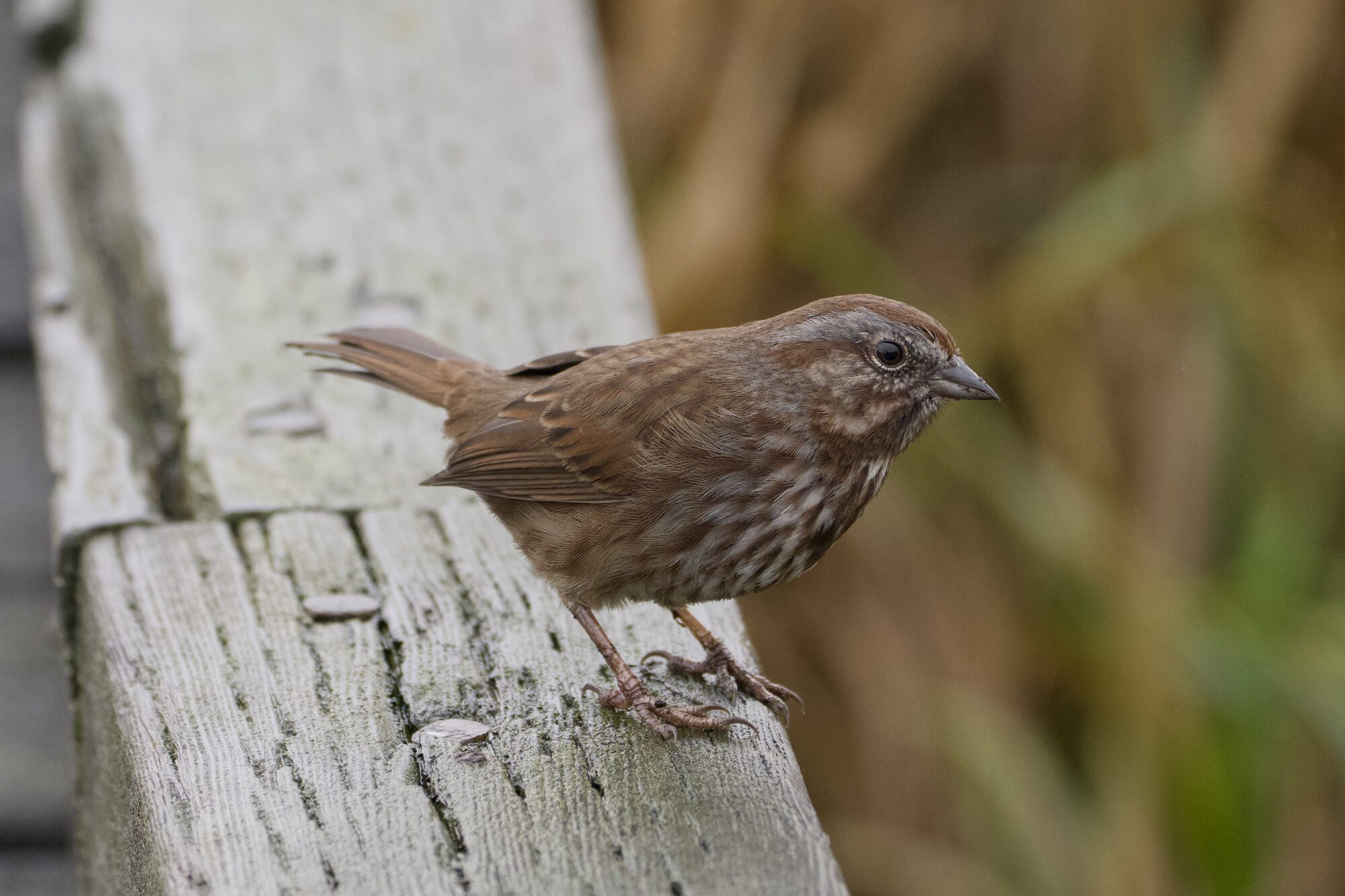 A Song Sparrow on a wooden fence