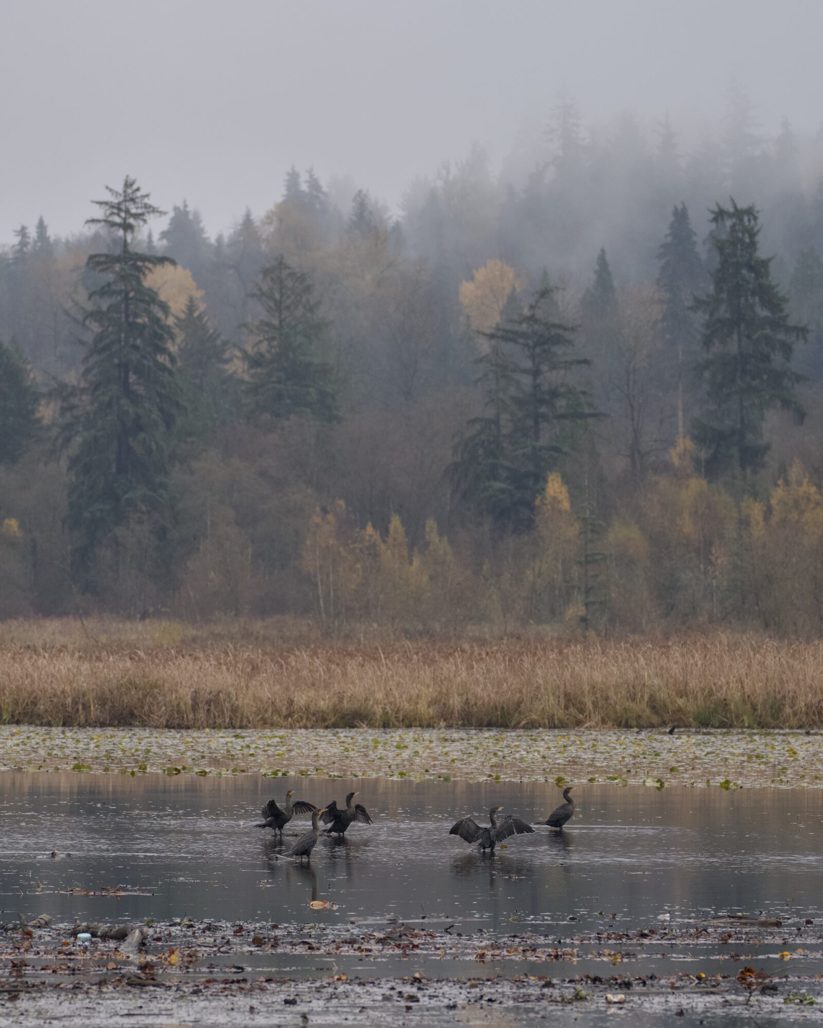 A group of Double-crested Cormorants in the distance, standing in shallow water and airing their wings. In the background, on the opposite side of the lake, are brownish reeds and. behind those, fog-shrouded trees and a grey sky