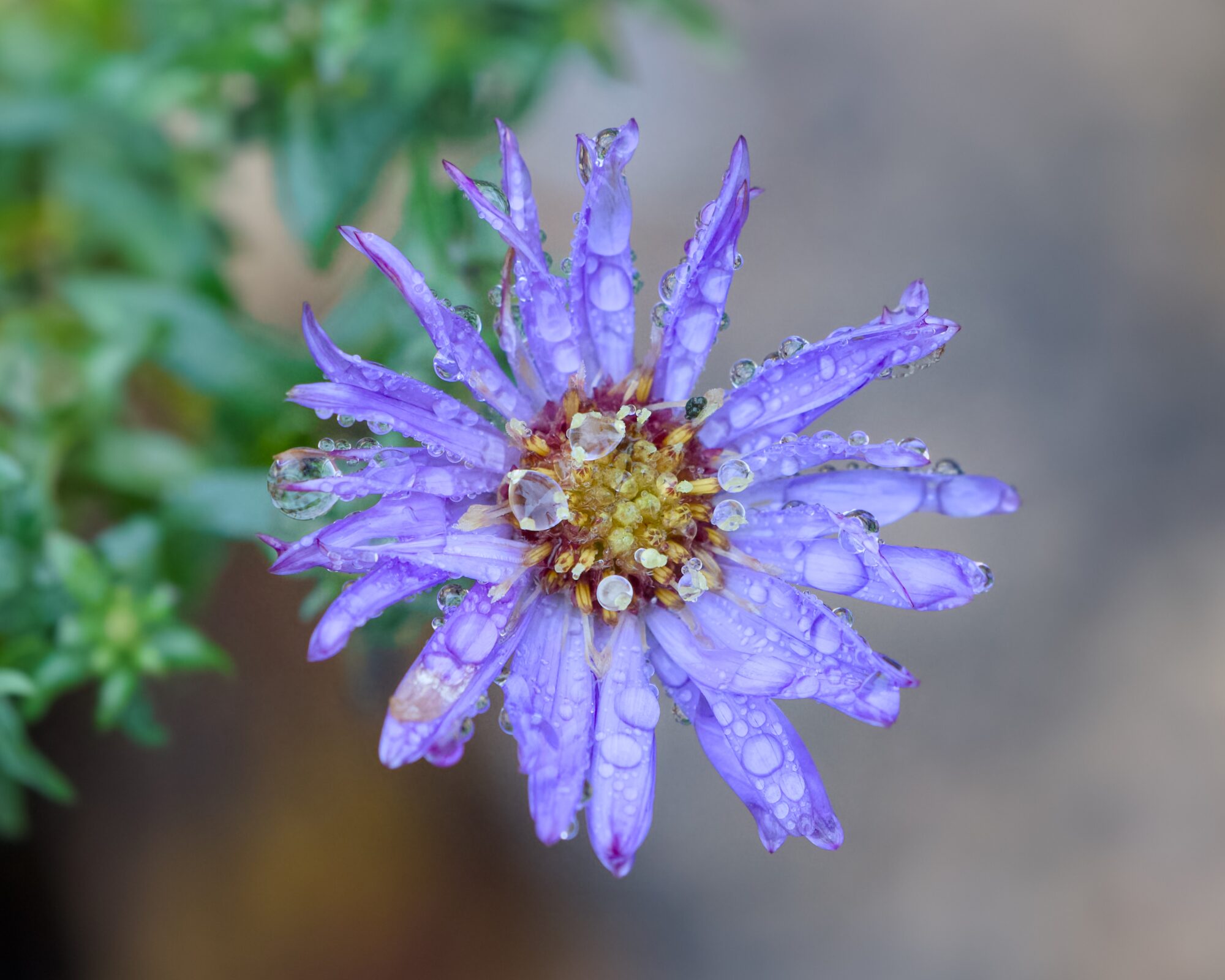 A blue aster flower, beaded with rain
