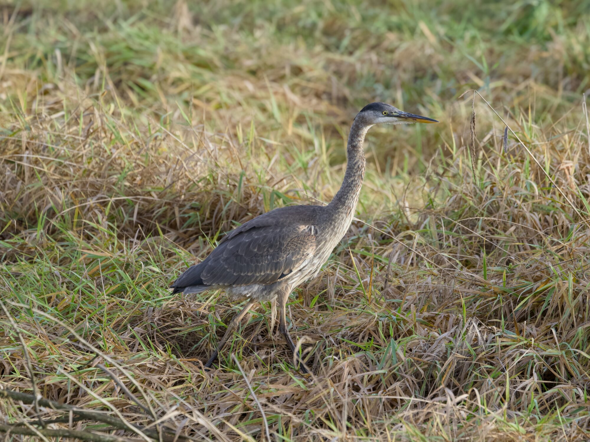 An immature Great Blue Heron in the grasses, looking at the setting sun and tinged a little gold