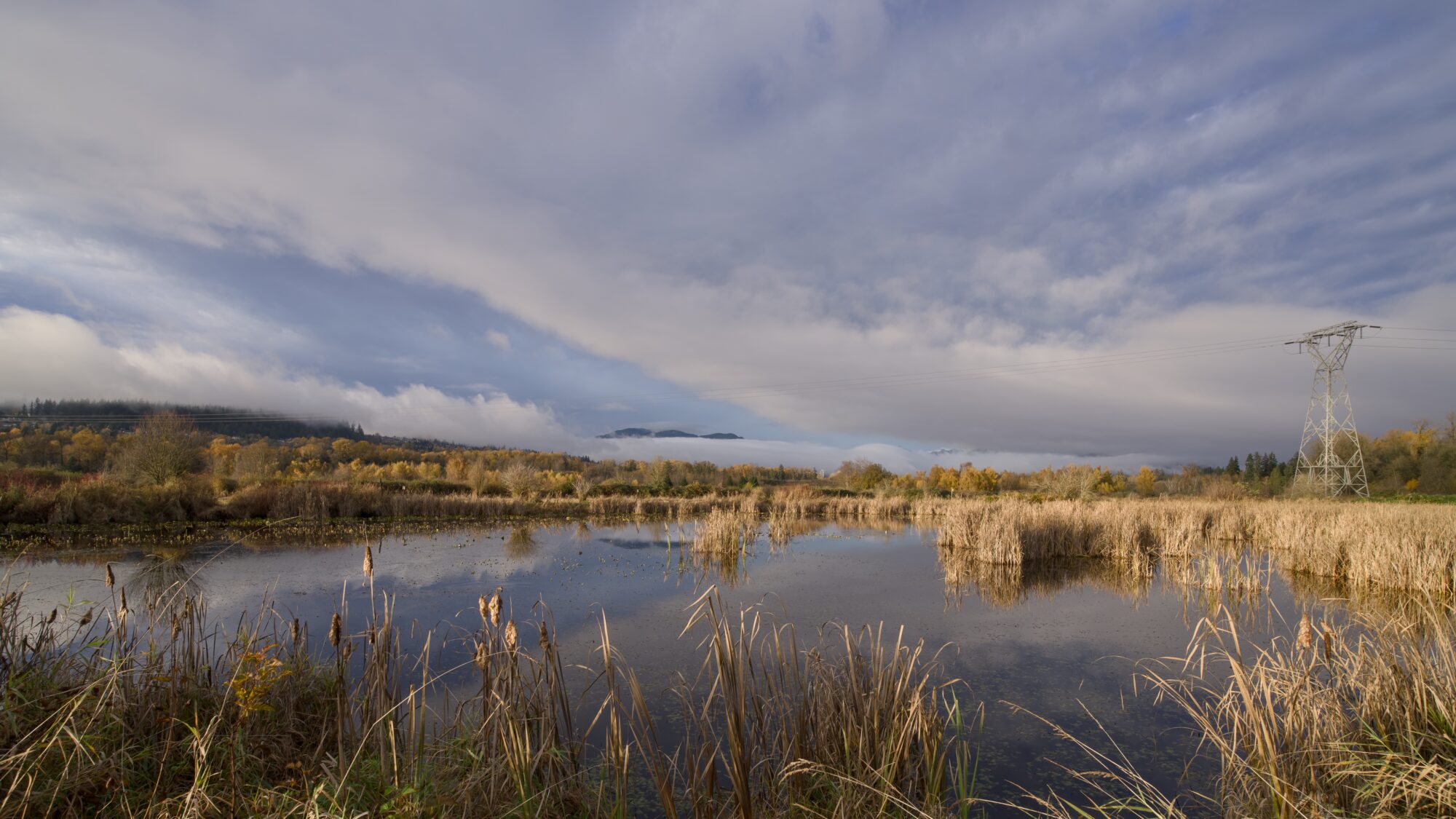 A pond surrounded by brown reeds in golden hour, under pretty, wispy clouds