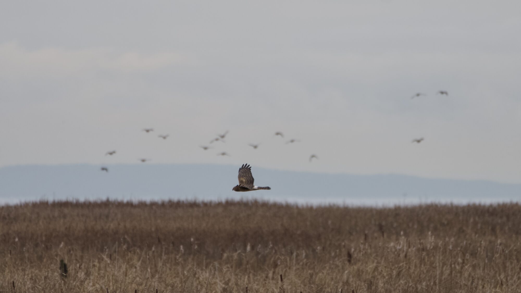 A Northern Harrier flying low over brown marshland. In the background are several other blurry birds, possibly ducks