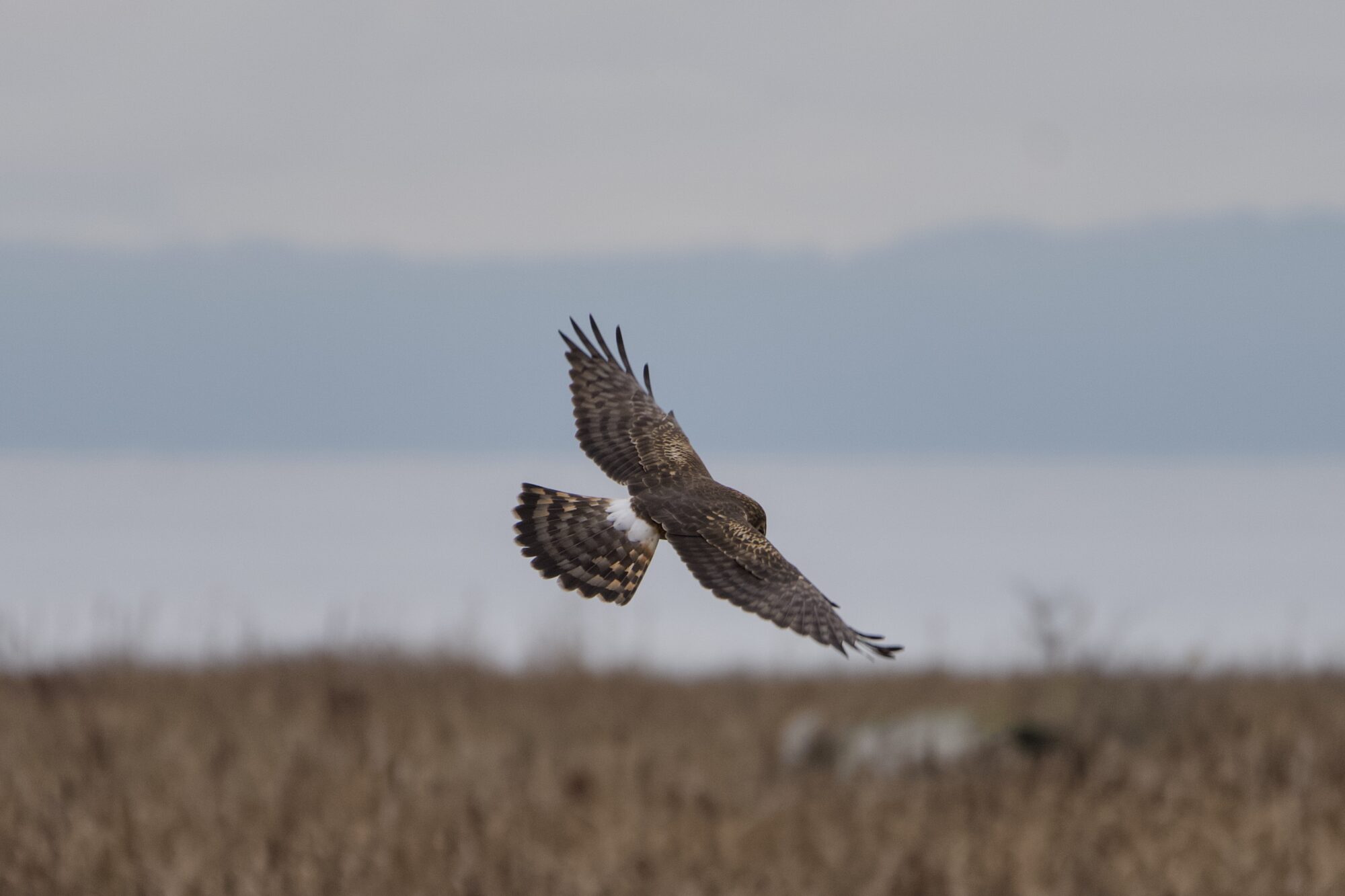 A Northern Harrier turning in the air, wings and tail spread wide