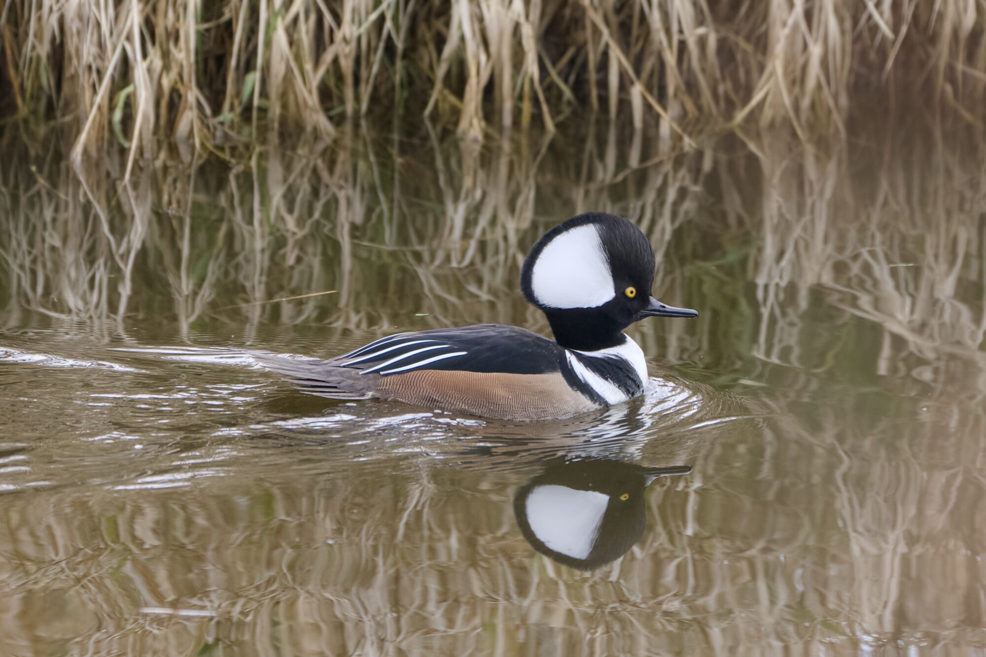 A male Hooded Merganser is swimming along, hood fully open, with some brown reeds in the background