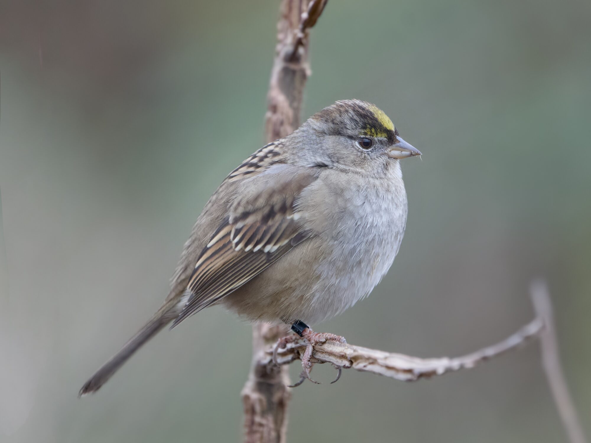 An adult Golden-crowned Sparrow is sitting on a branch