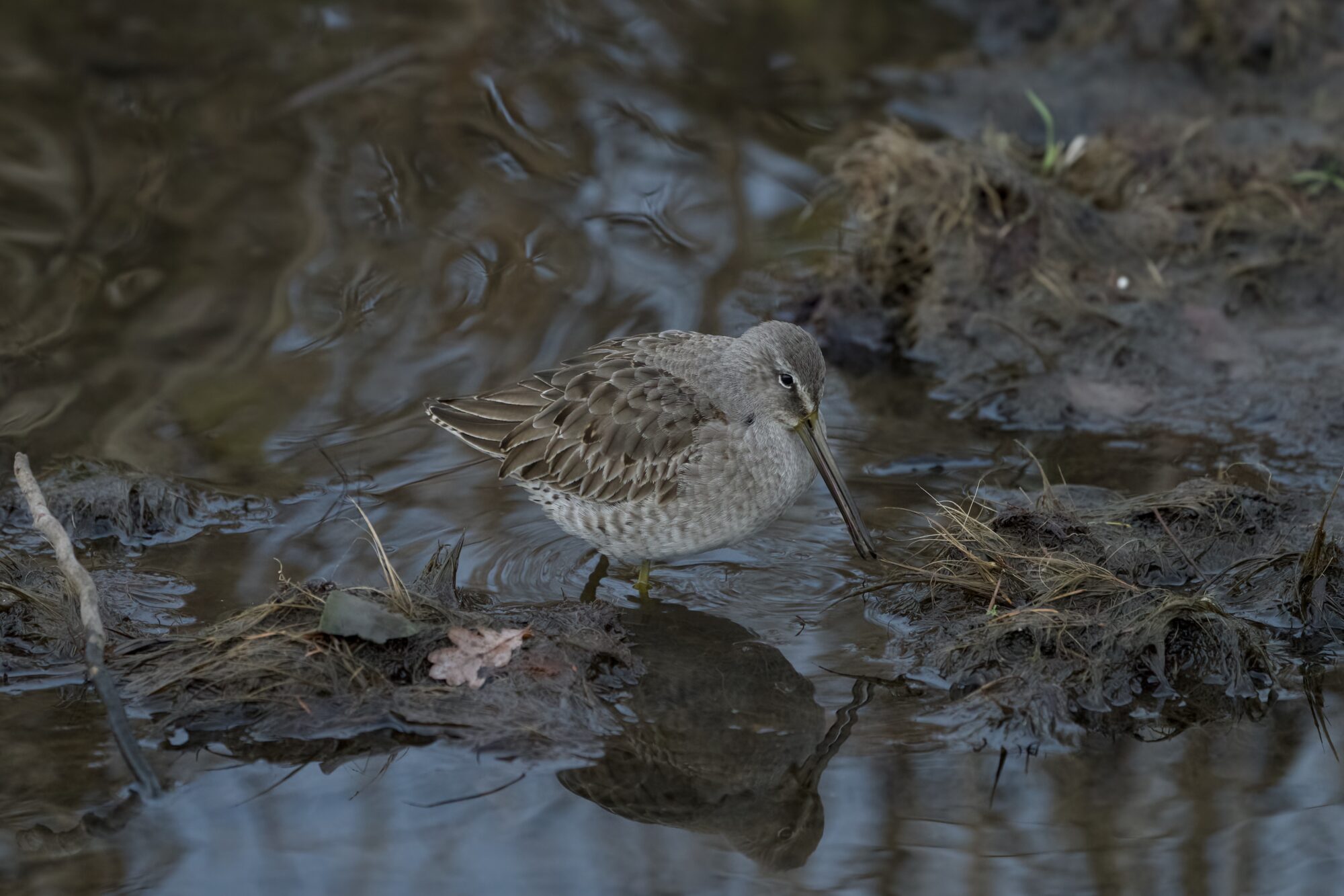 A Long-billed Dowitcher walking in shallow water, near a few exposed bits of muddy land. The light is quite dim, and the water's reflections are ripply
