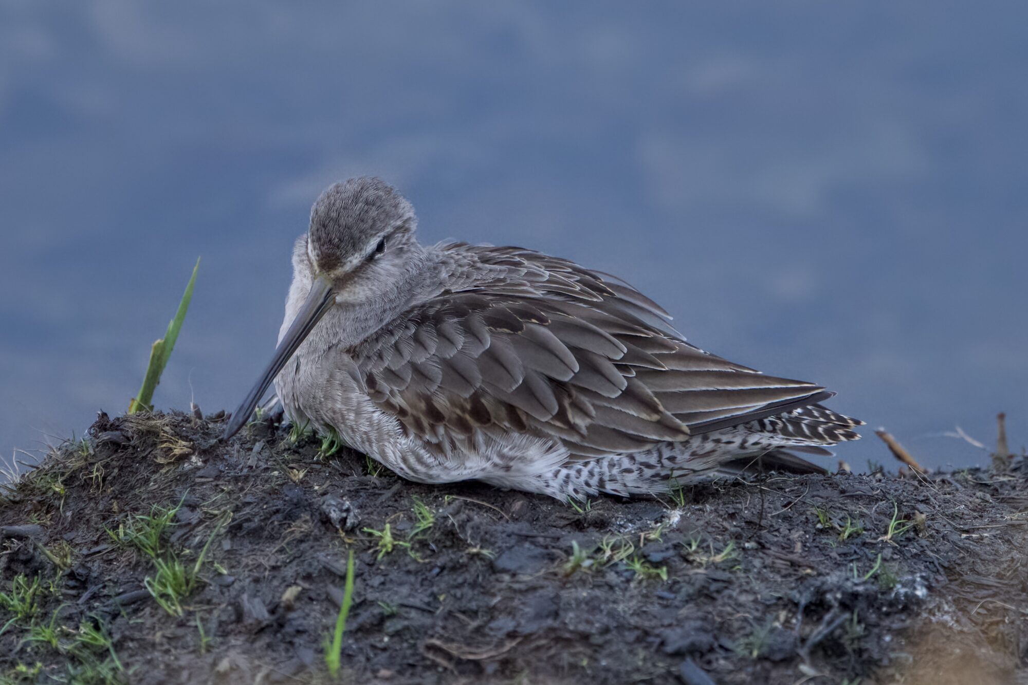 A Long-billed Dowitcher is resting on a muddy piece of exposed land. In the background is bluish water. The overall light is dim