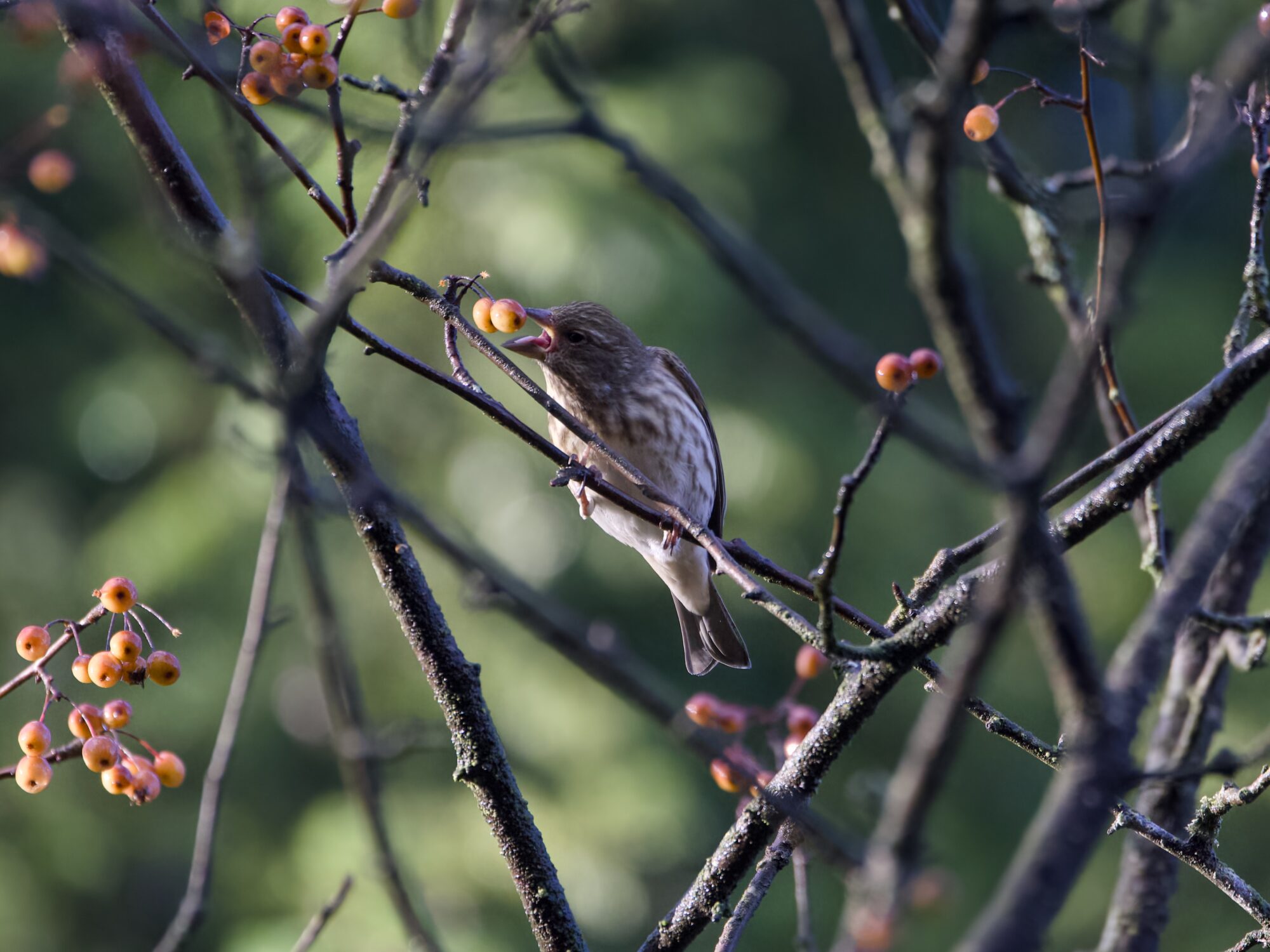 A female House Finch up in a tree, grabbing at a small orange berry