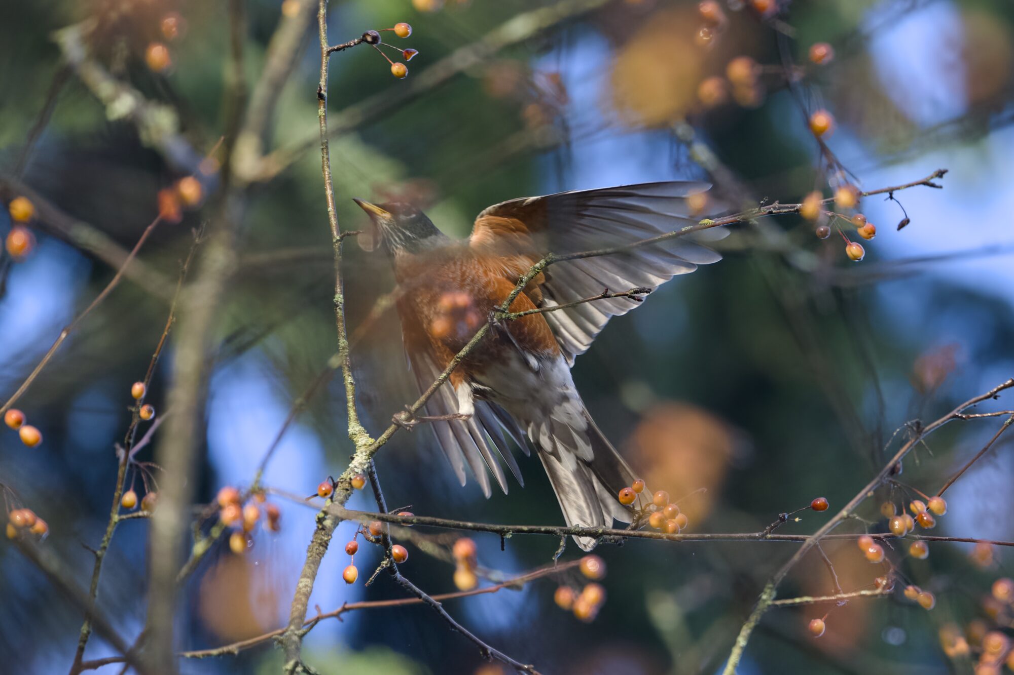 An American Robin up in a tree, caught in a short flapping jump to grab a berry