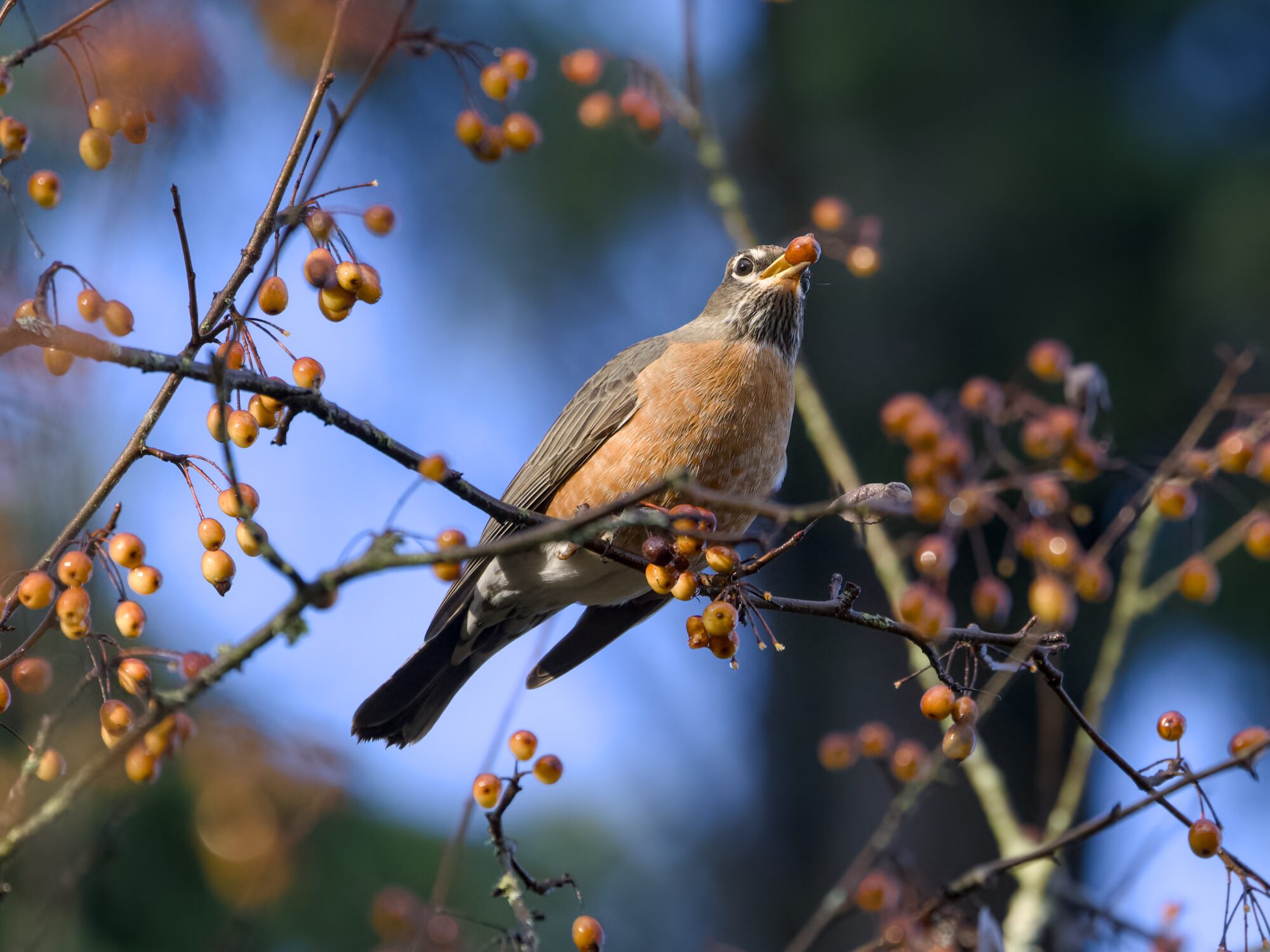 An American Robin up in a tree, surrounded by little orange berries, and proudly holding one in its beak