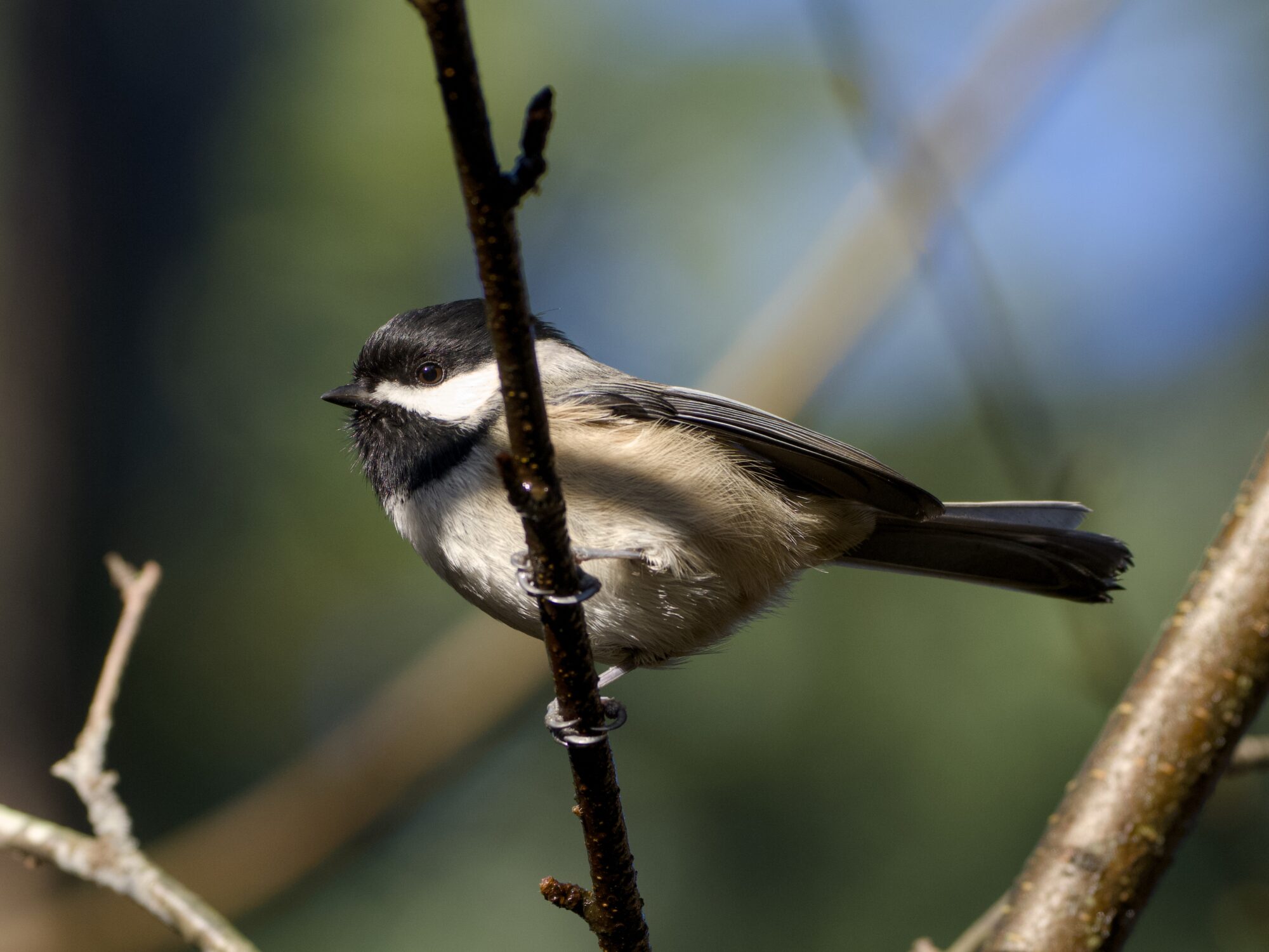 A Black-capped Chickadee holding on to a twig