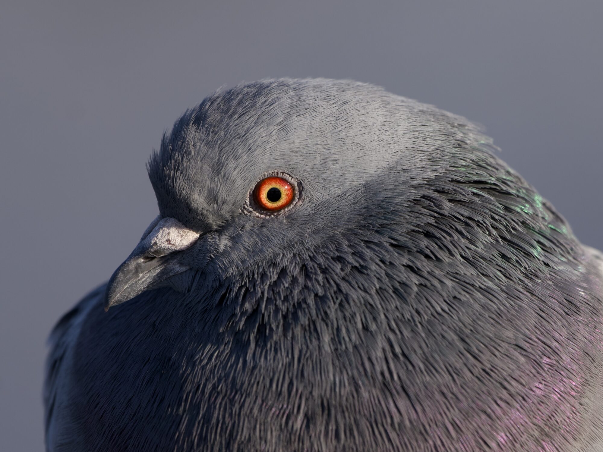 Closeup of a pigeon's head and upper chest. Body and the head are turned camera left It is very floofed out