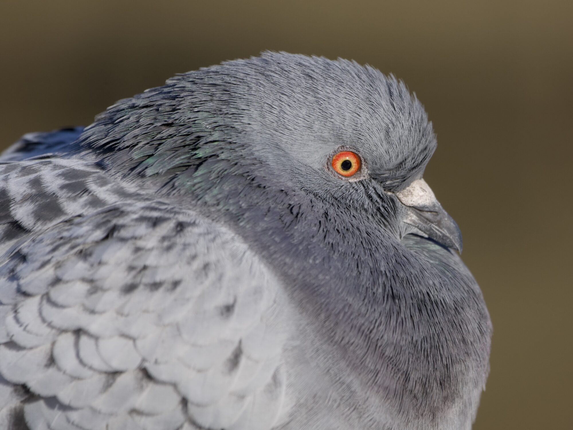Closeup of a pigeon's head and upper chest. Body and the head are turned camera right. It is very floofed out, so much that the beak almost seems to be resting on the chest feathers
