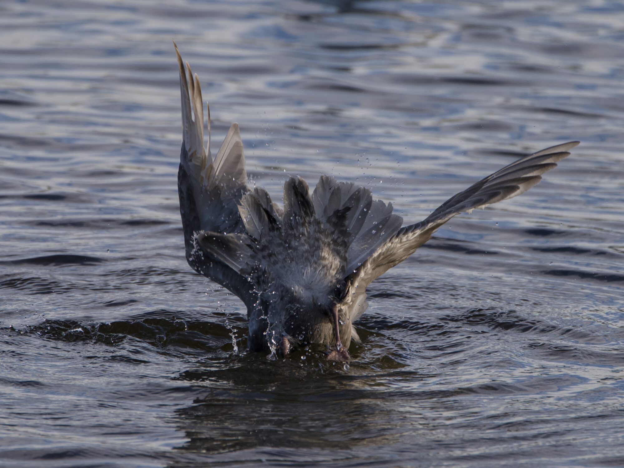 A gull of unclear species is having a vigorous bath. Its butt is facing us, with tail feathers fanned out. The light is low and a bit golden