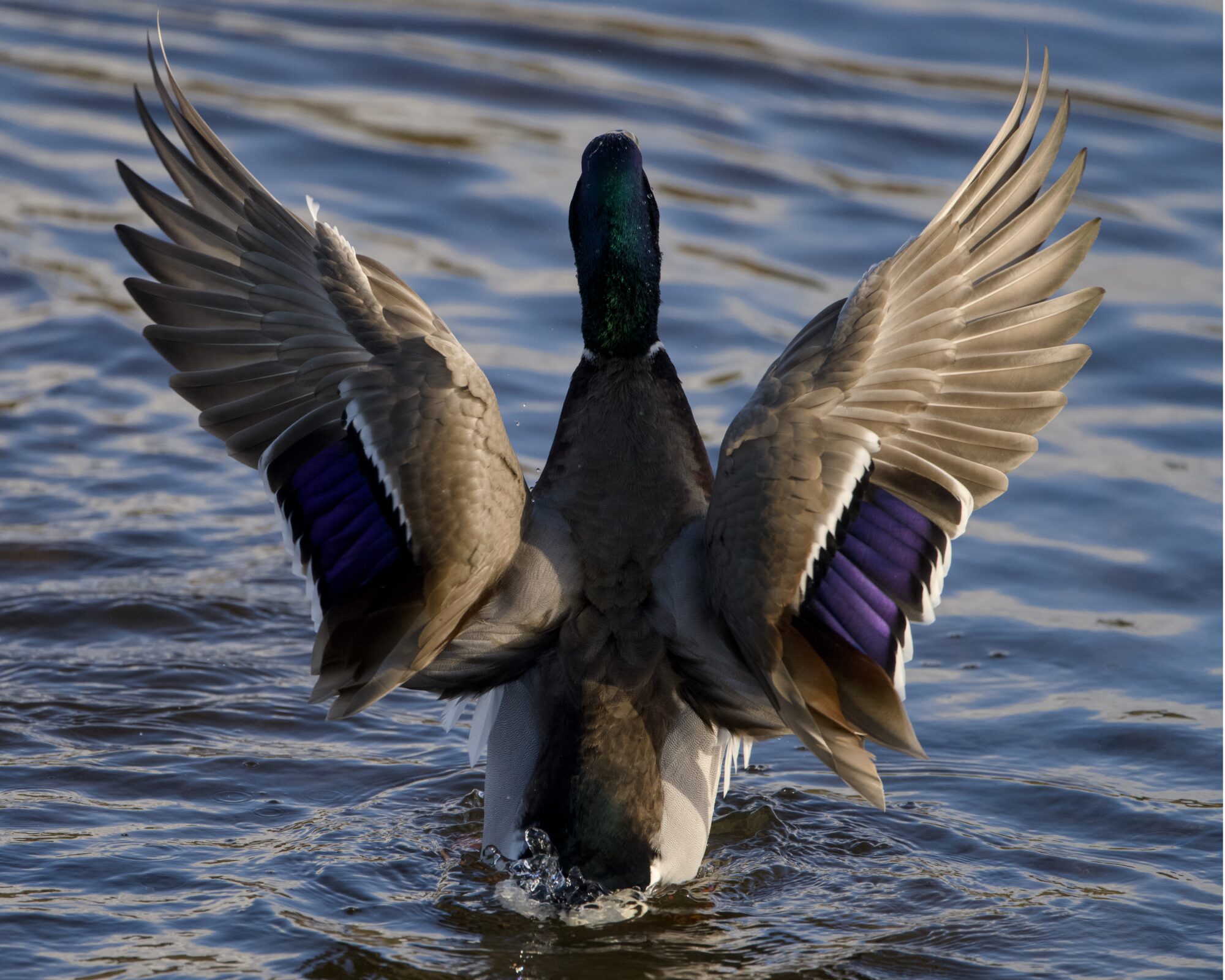 A backlit male Mallard, sitting up in the water and spreading his wings