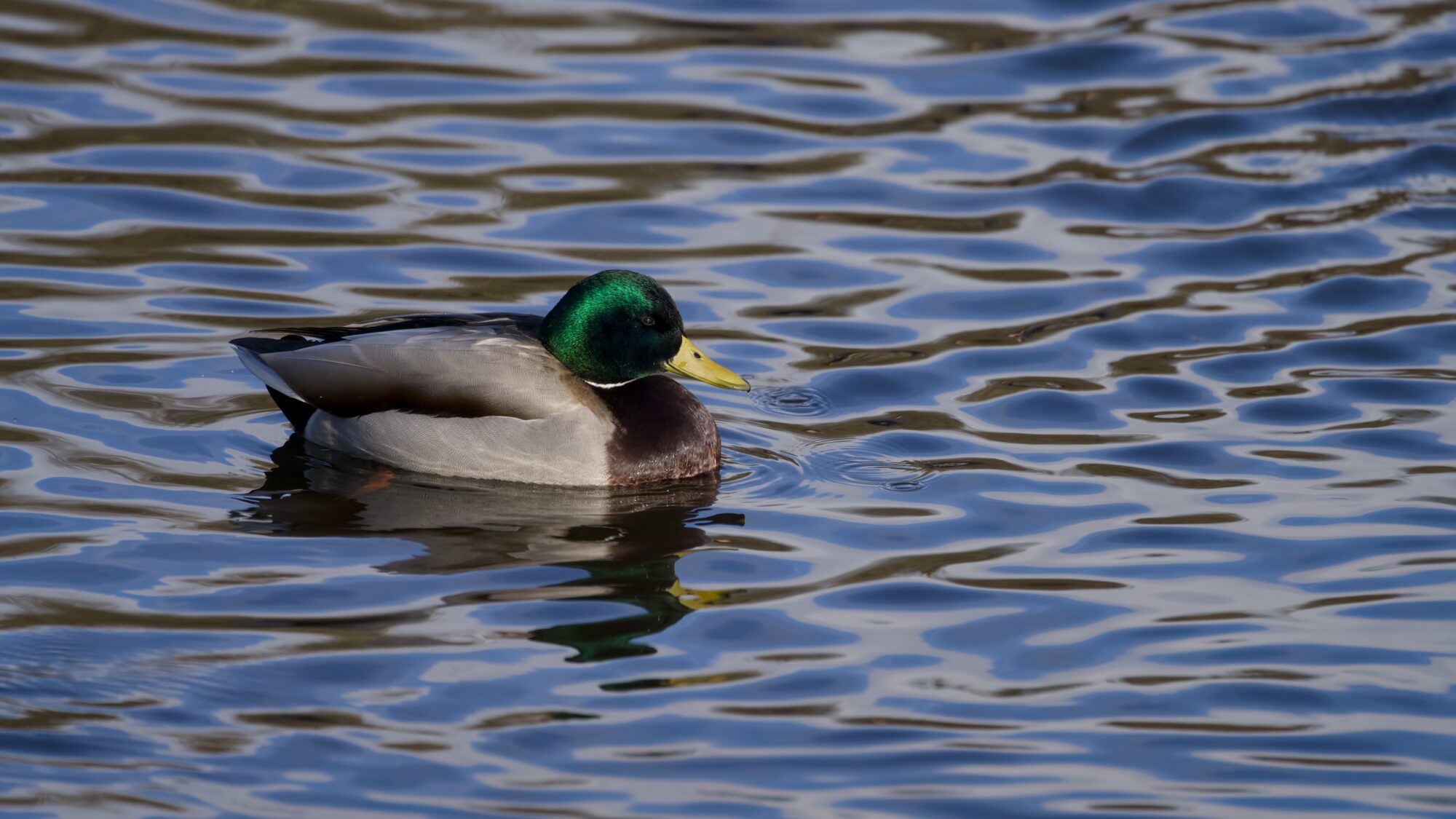 A male Mallard calmly swimming in ripply blue water