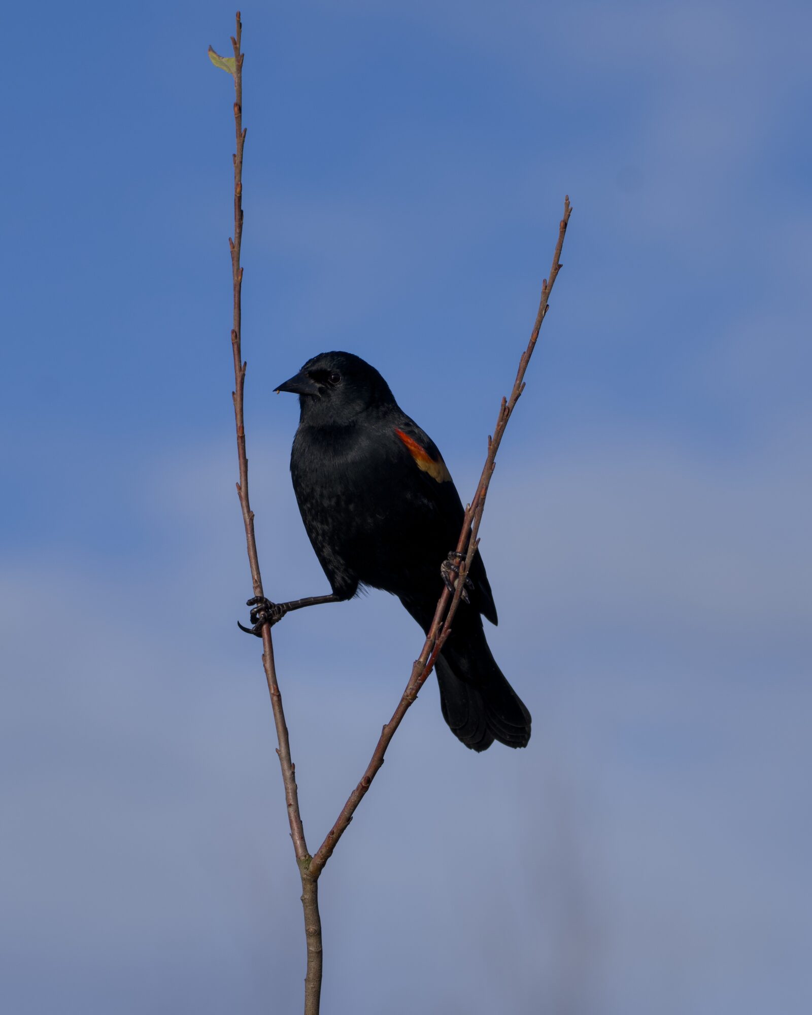 A male Red-winged Blackbird hanging on to two twigs, against a mostly blue sky