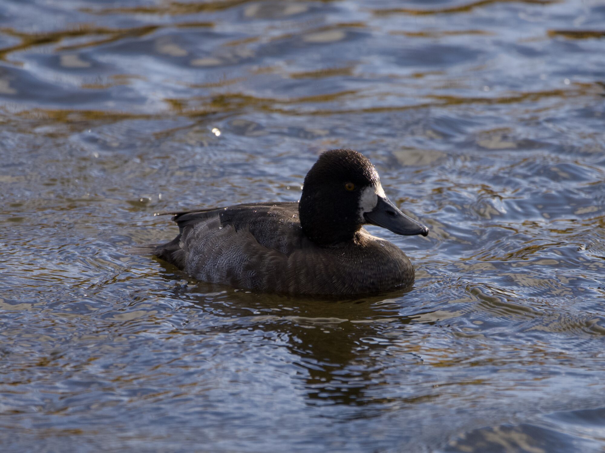 A backlist female Lesser Scaup on the water