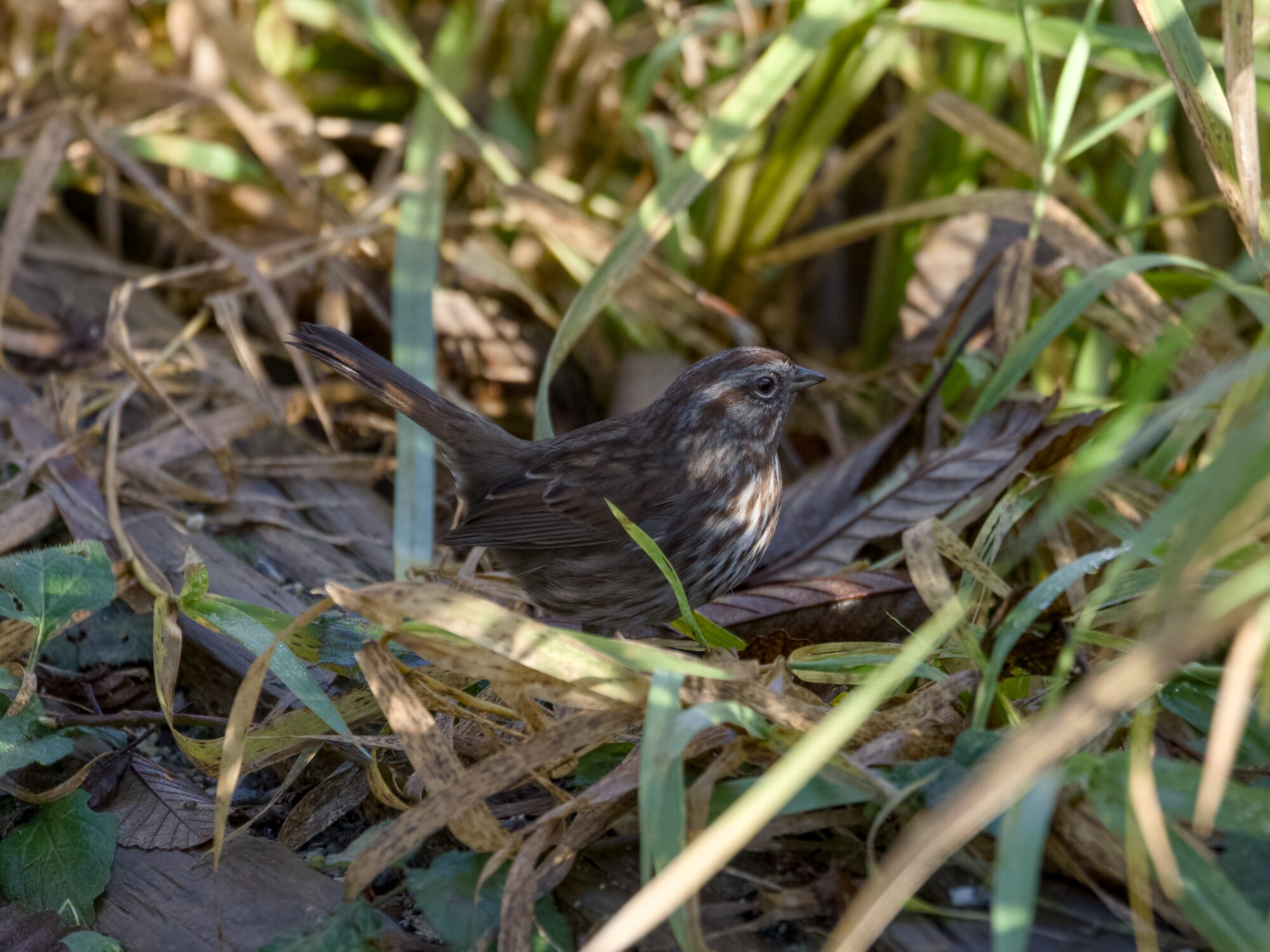 A Song Sparrow in tall grasses. Its face and chest are illuminated by sunlight
