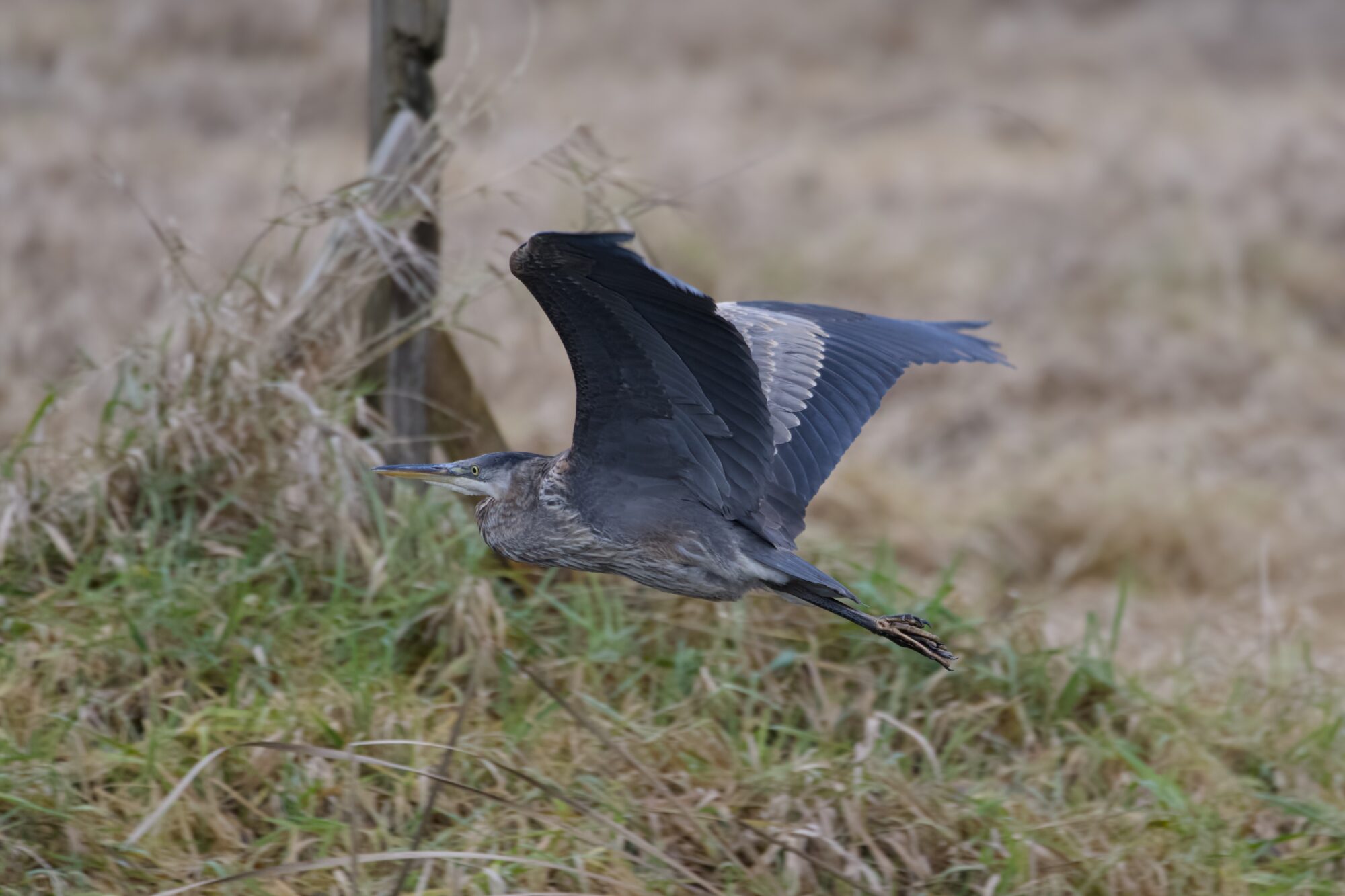 A Great Blue Heron flying low, with grass and a wooden post in the background, and yellow/brown reeds behind that