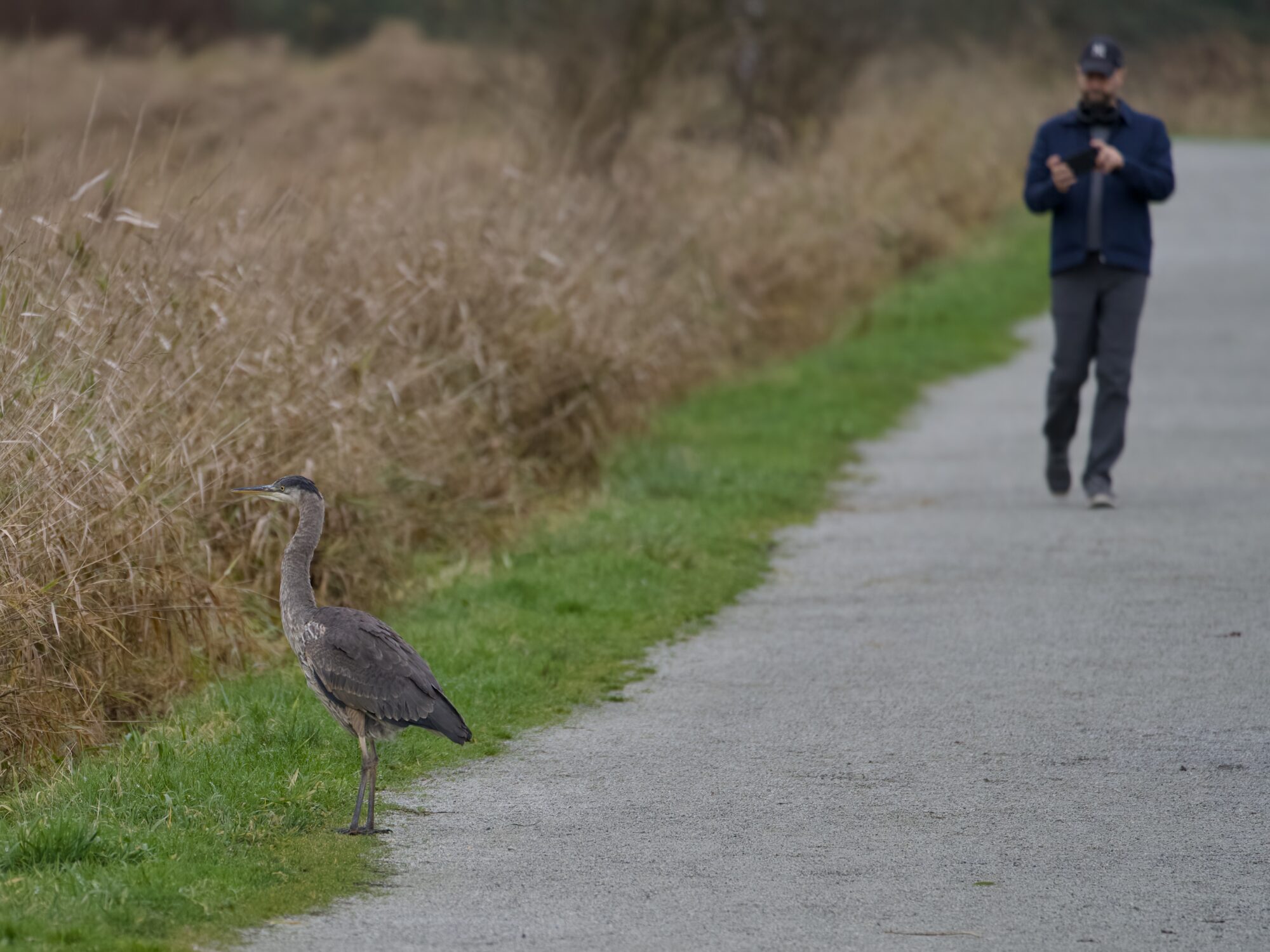 A Great Blue Heron standing by a gravelly trail. In the background a person is coming up. They've seen the heron and are filming it with their phone