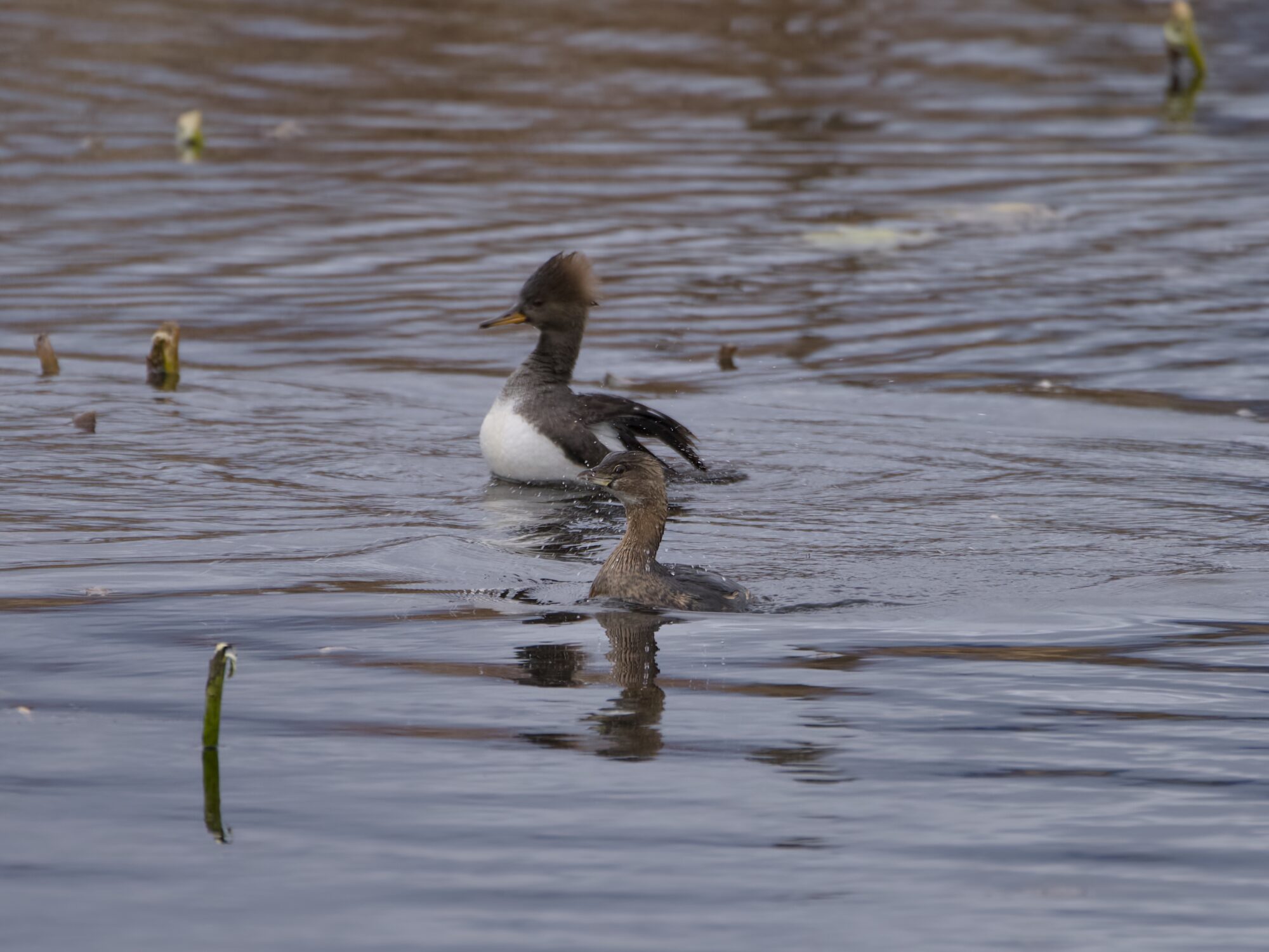A Pied-billed Grebe in the water. Just behind it is a female Common Merganser